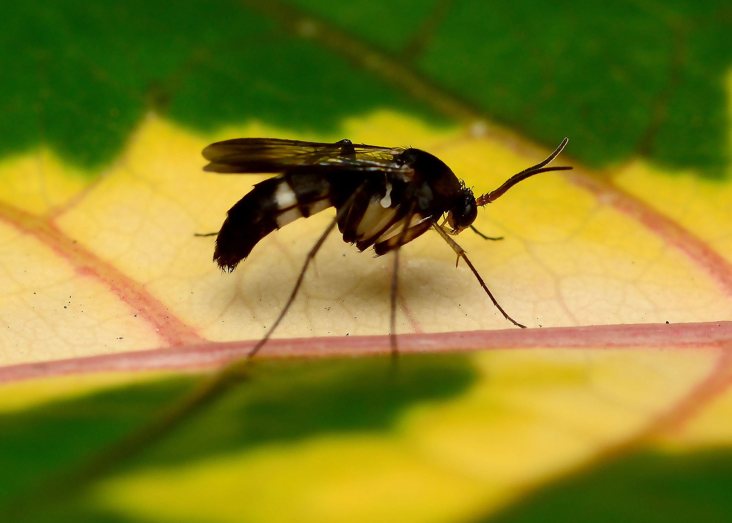 DSC_2026.jpg