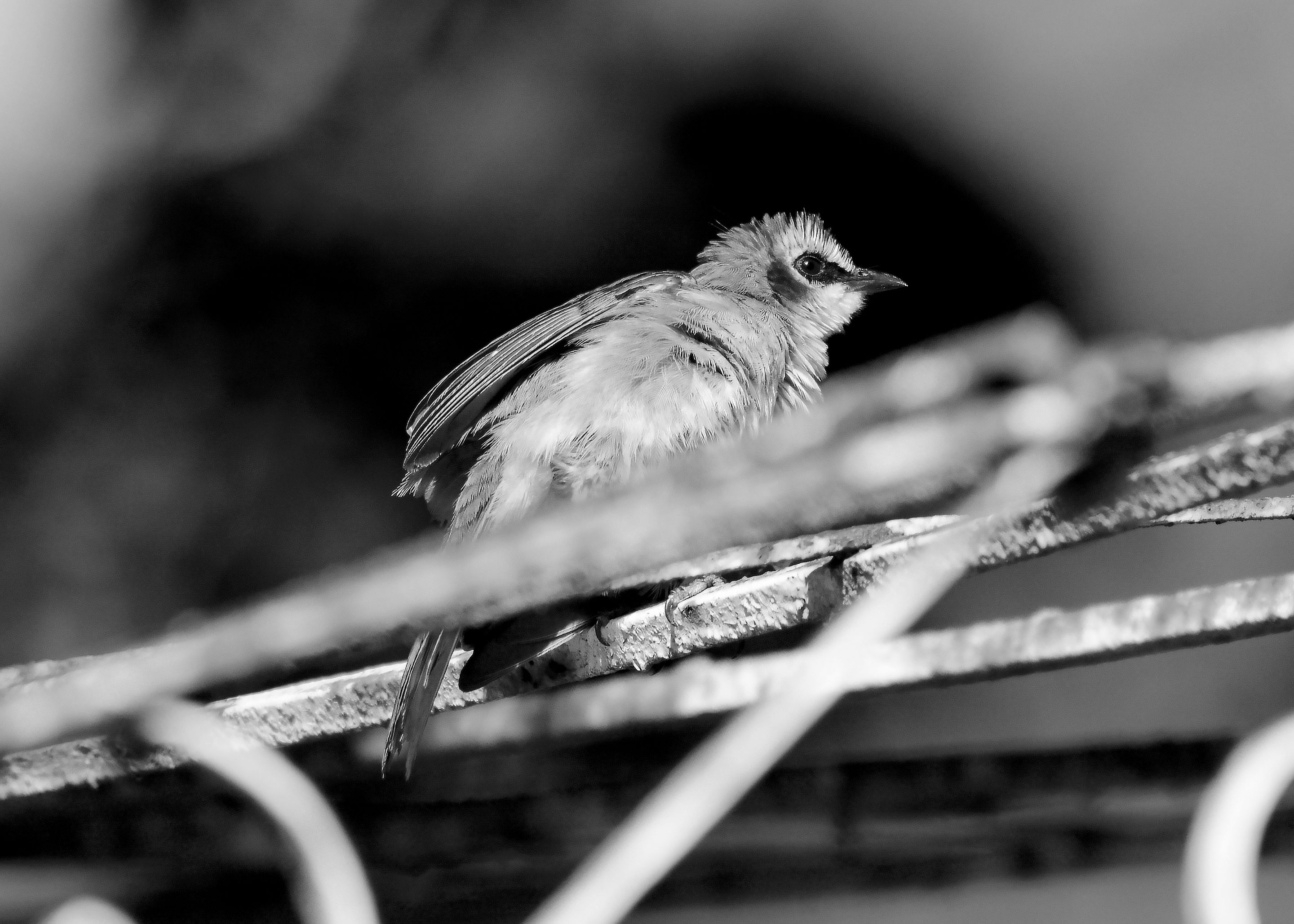 DSC_2426.jpg