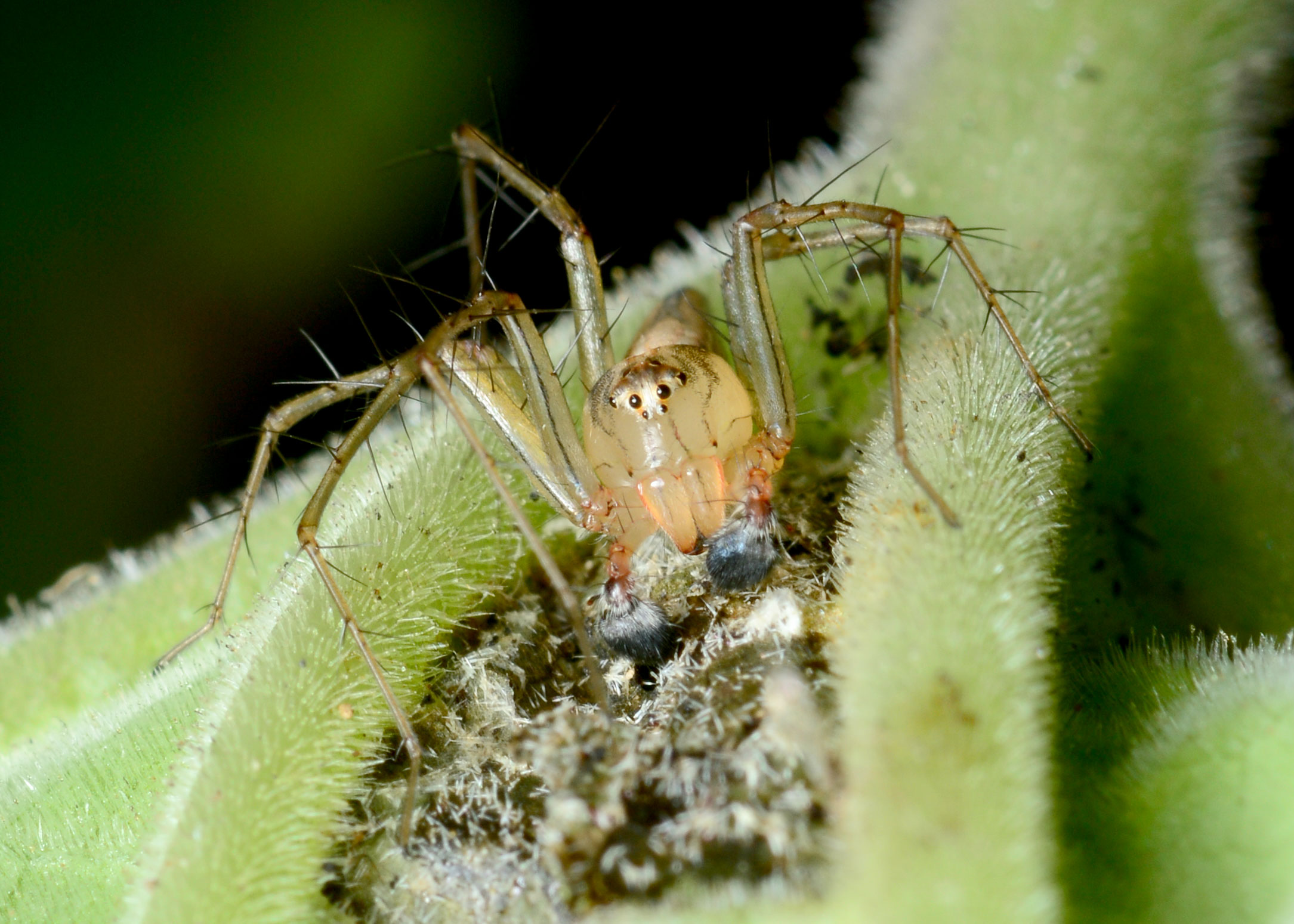 DSC_1060.jpg