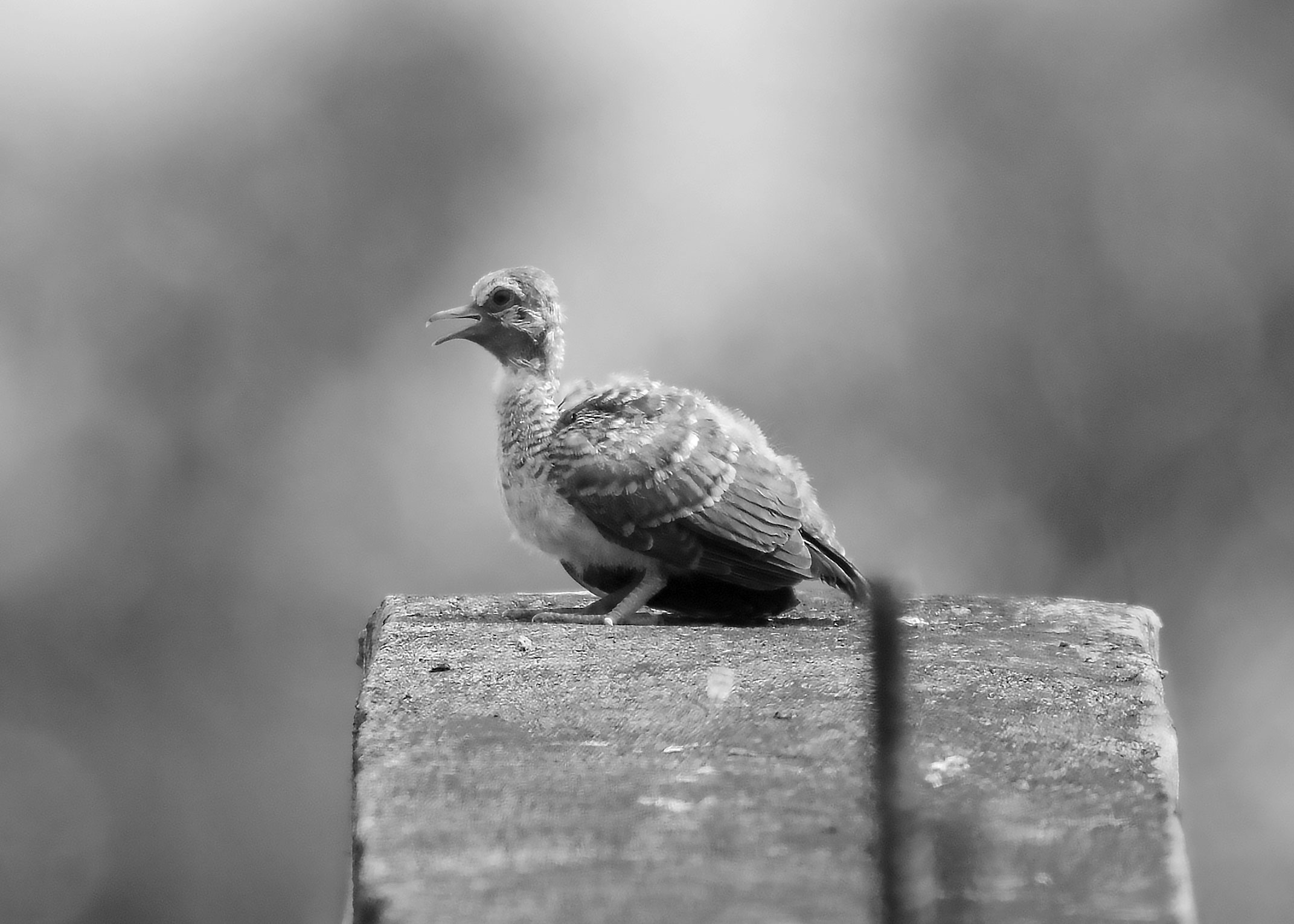 DSC_7758.jpg