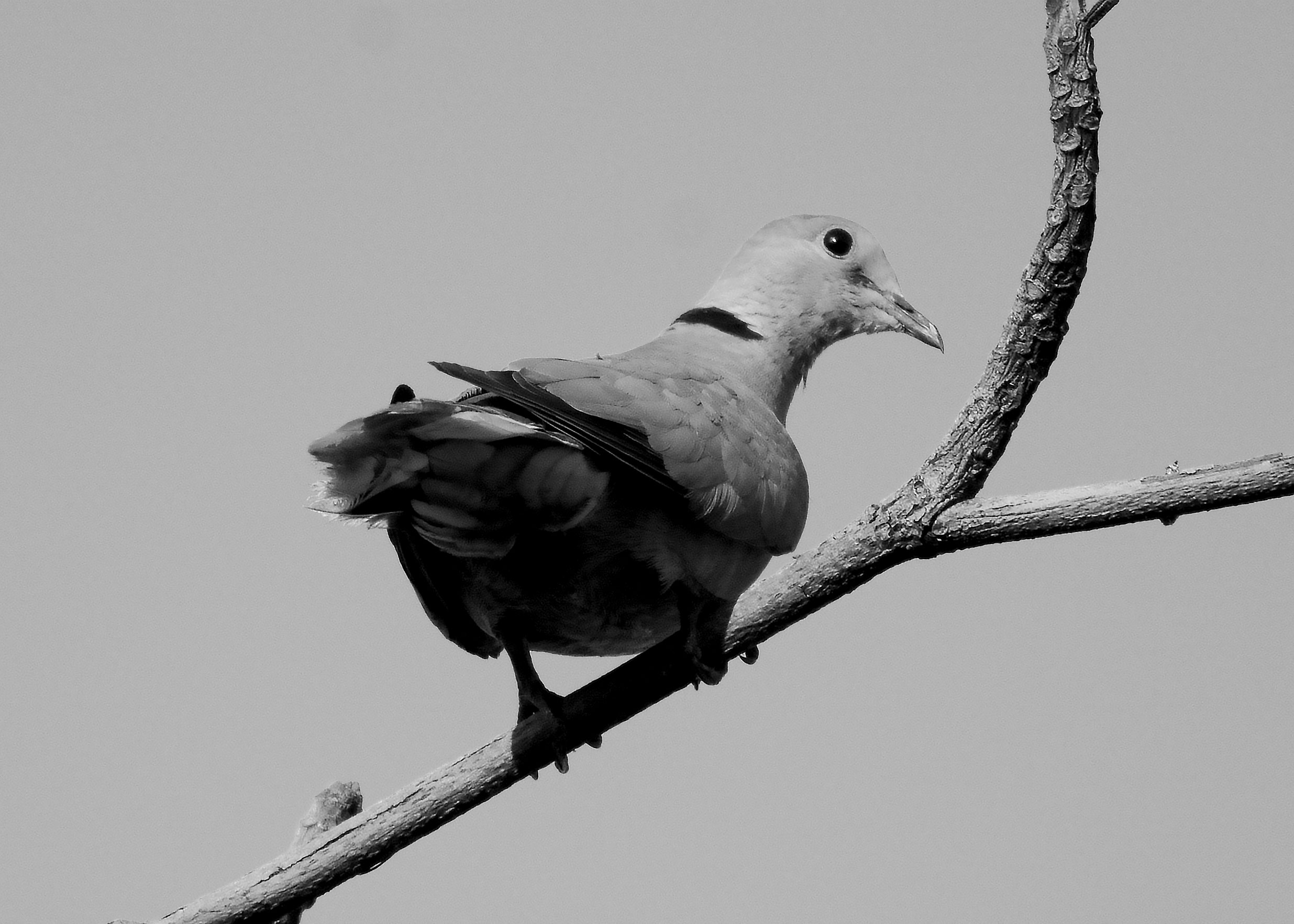 DSC_8226.jpg
