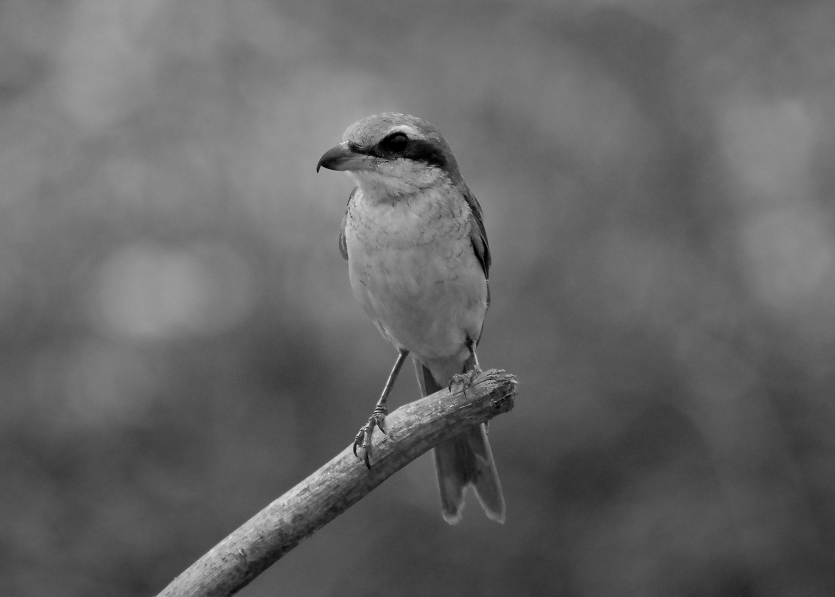DSC_4330.jpg