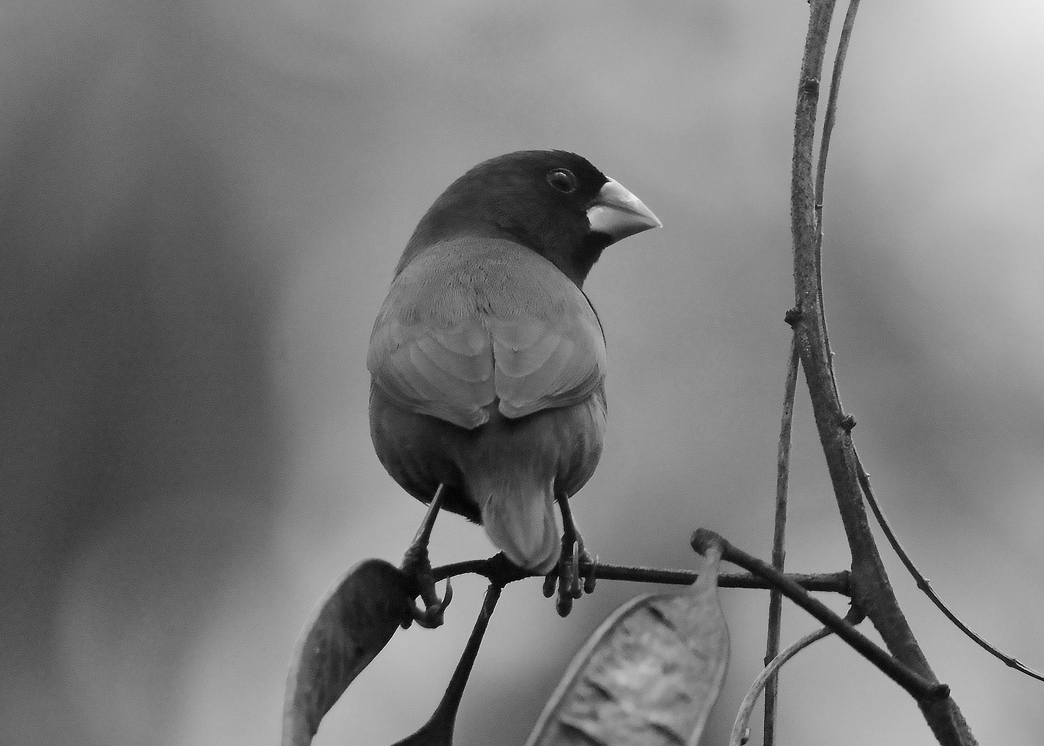 DSC_4048.jpg