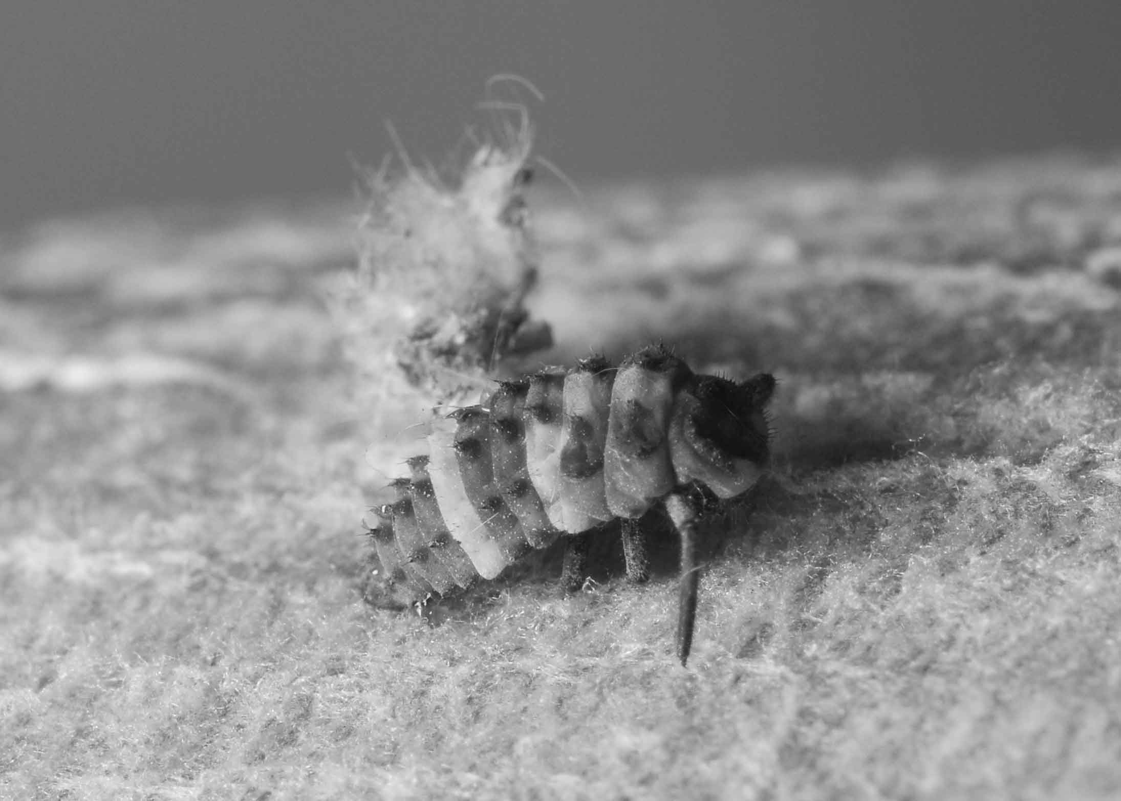 DSC_9223.jpg