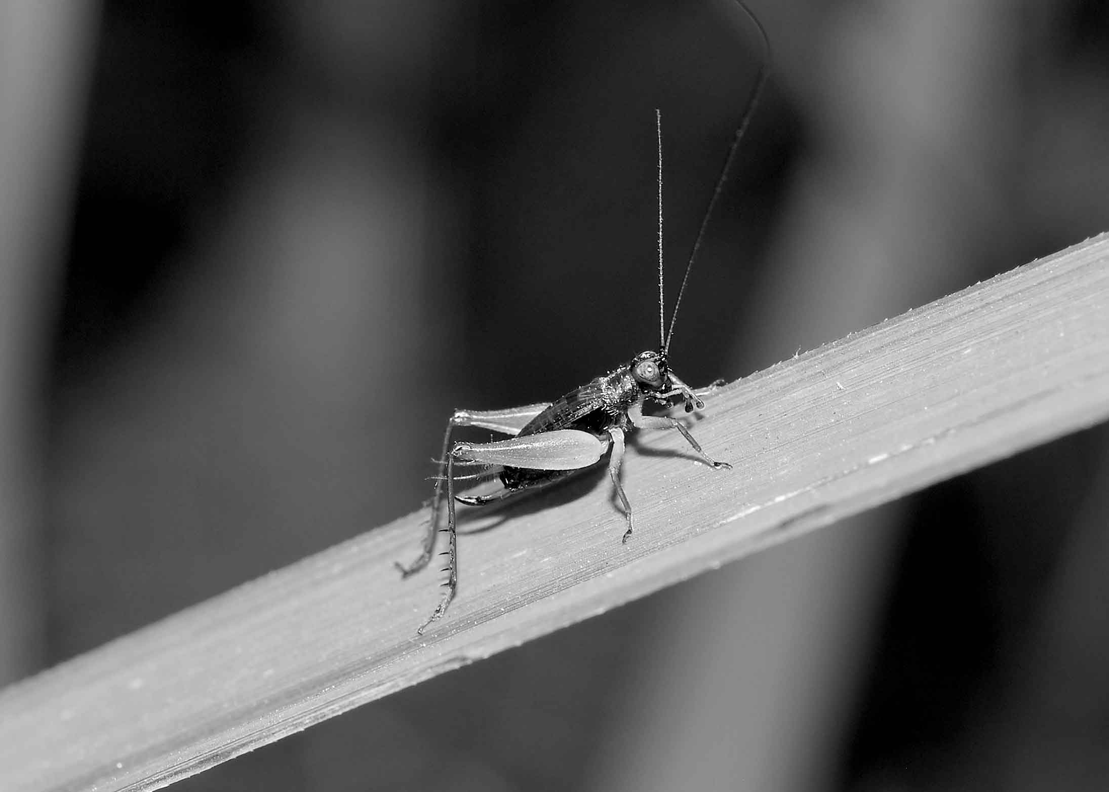 DSC_3253.jpg