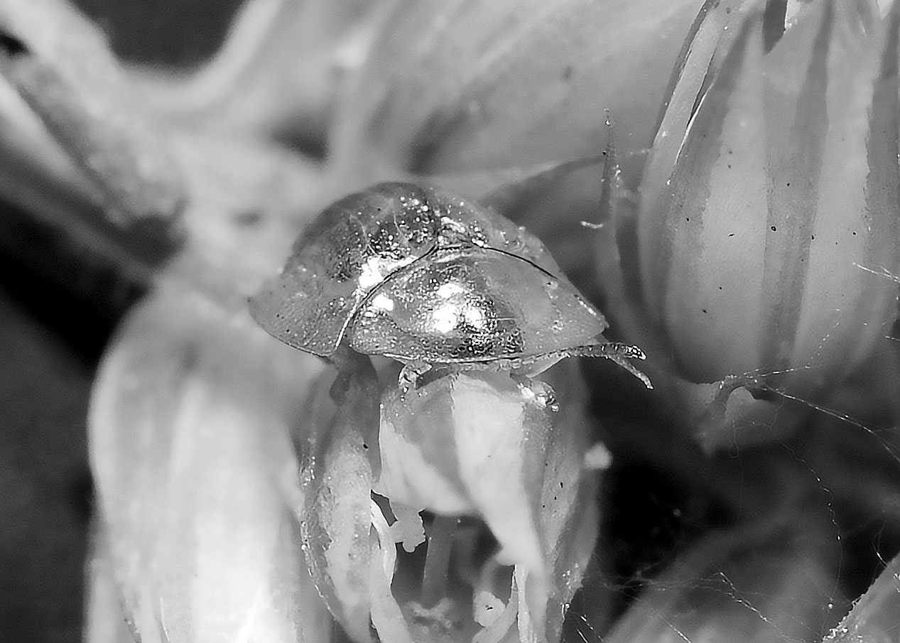DSC_4208.jpg