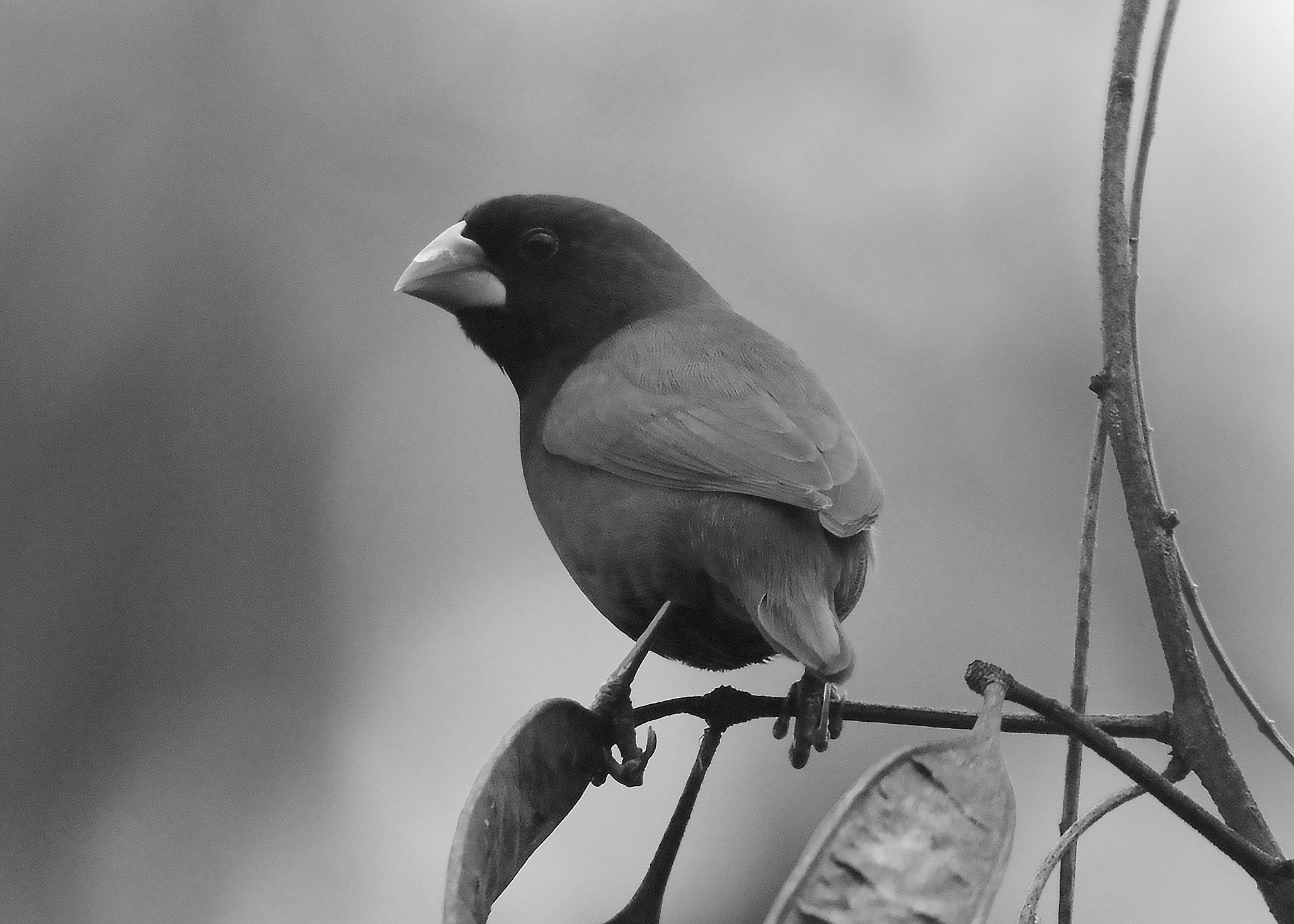 DSC_4028.jpg
