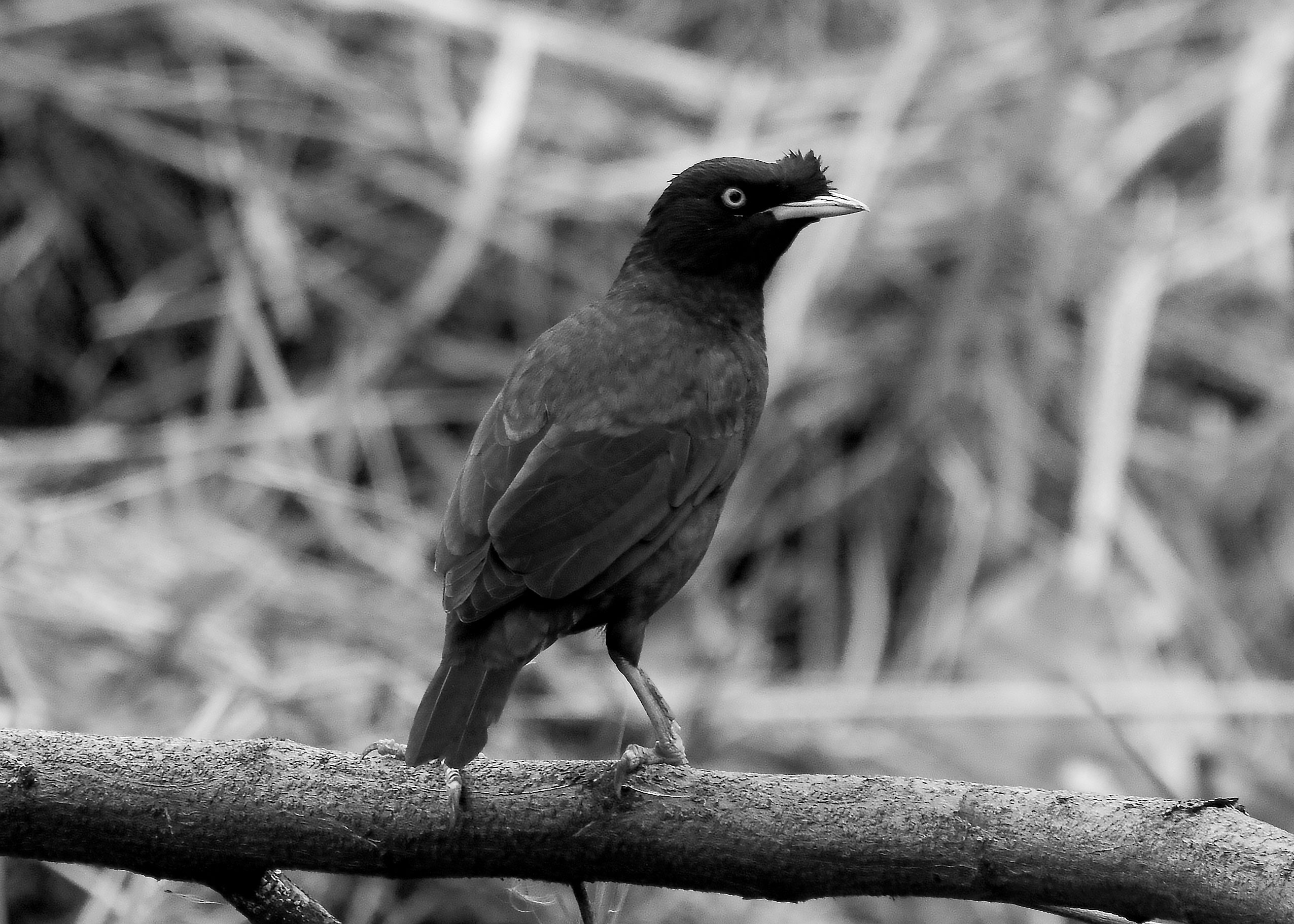 DSC_3020.jpg