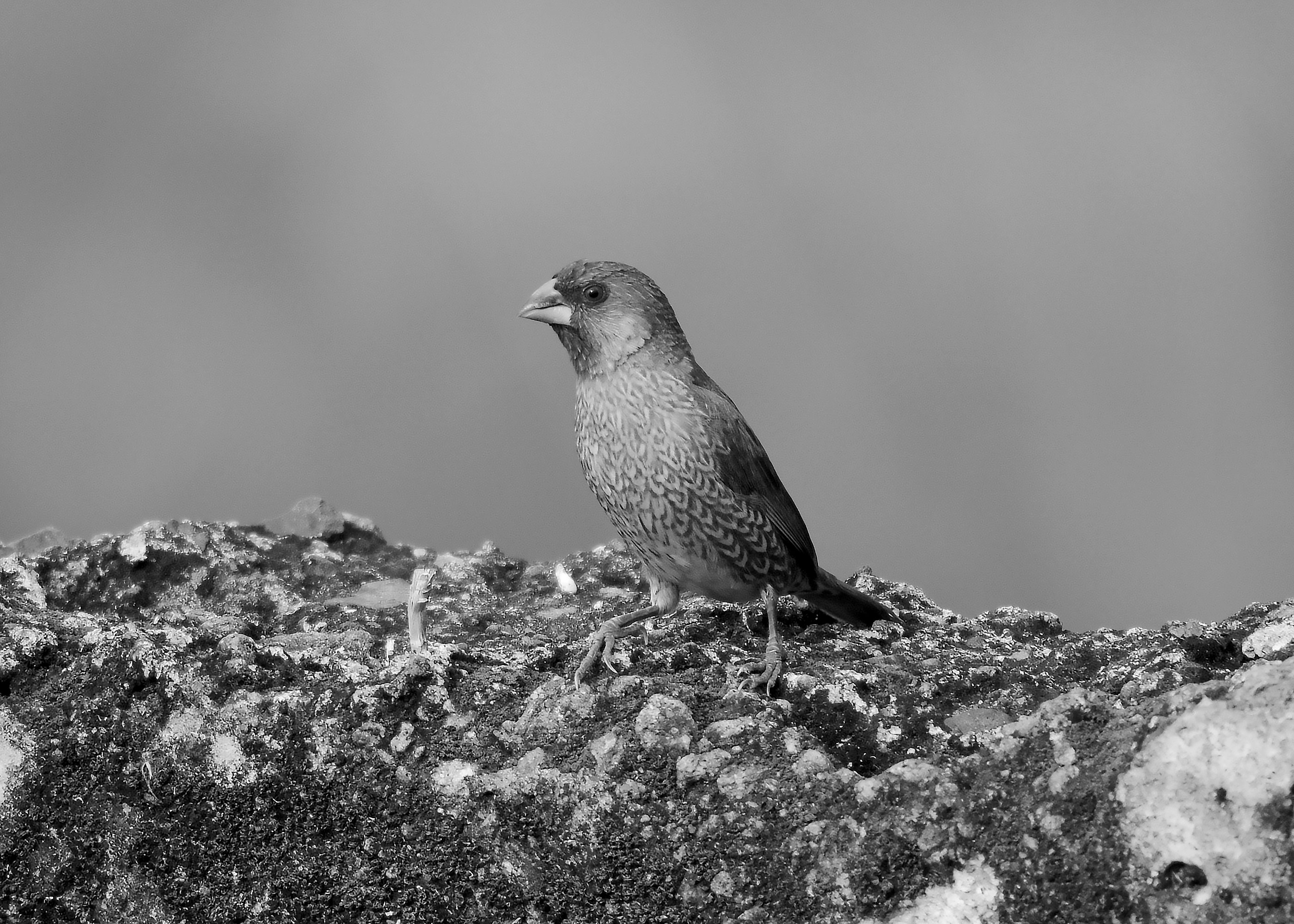 DSC_1566.jpg