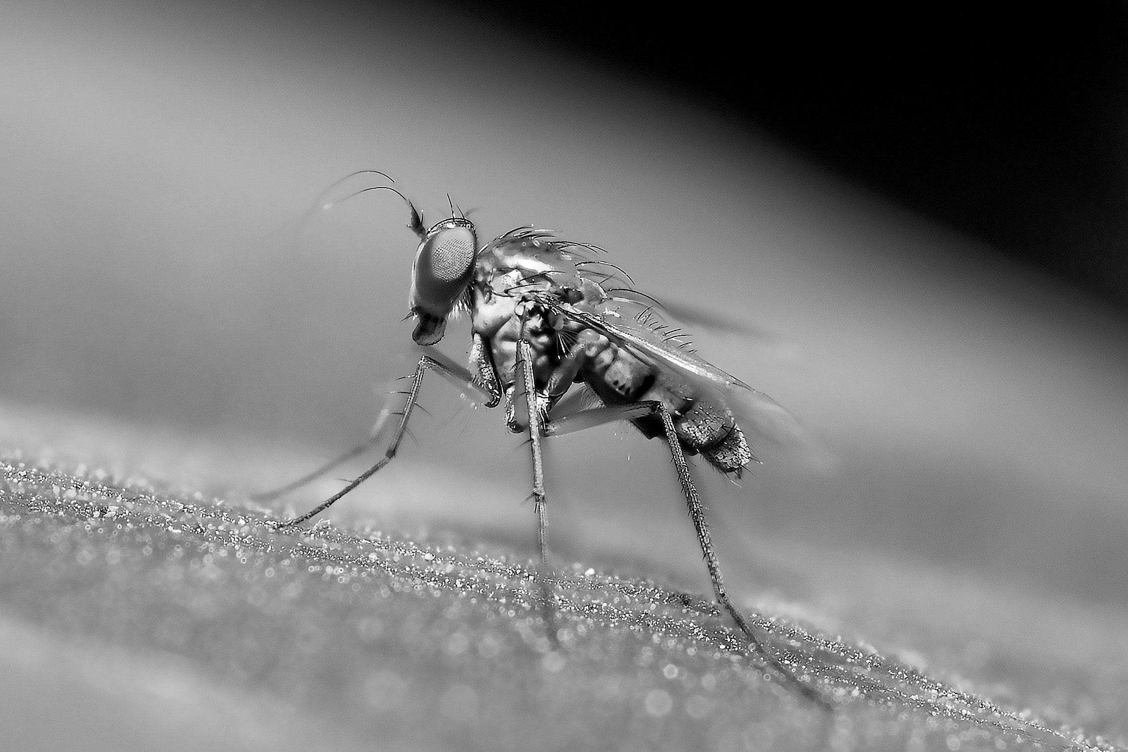 DSC_4037x.jpg