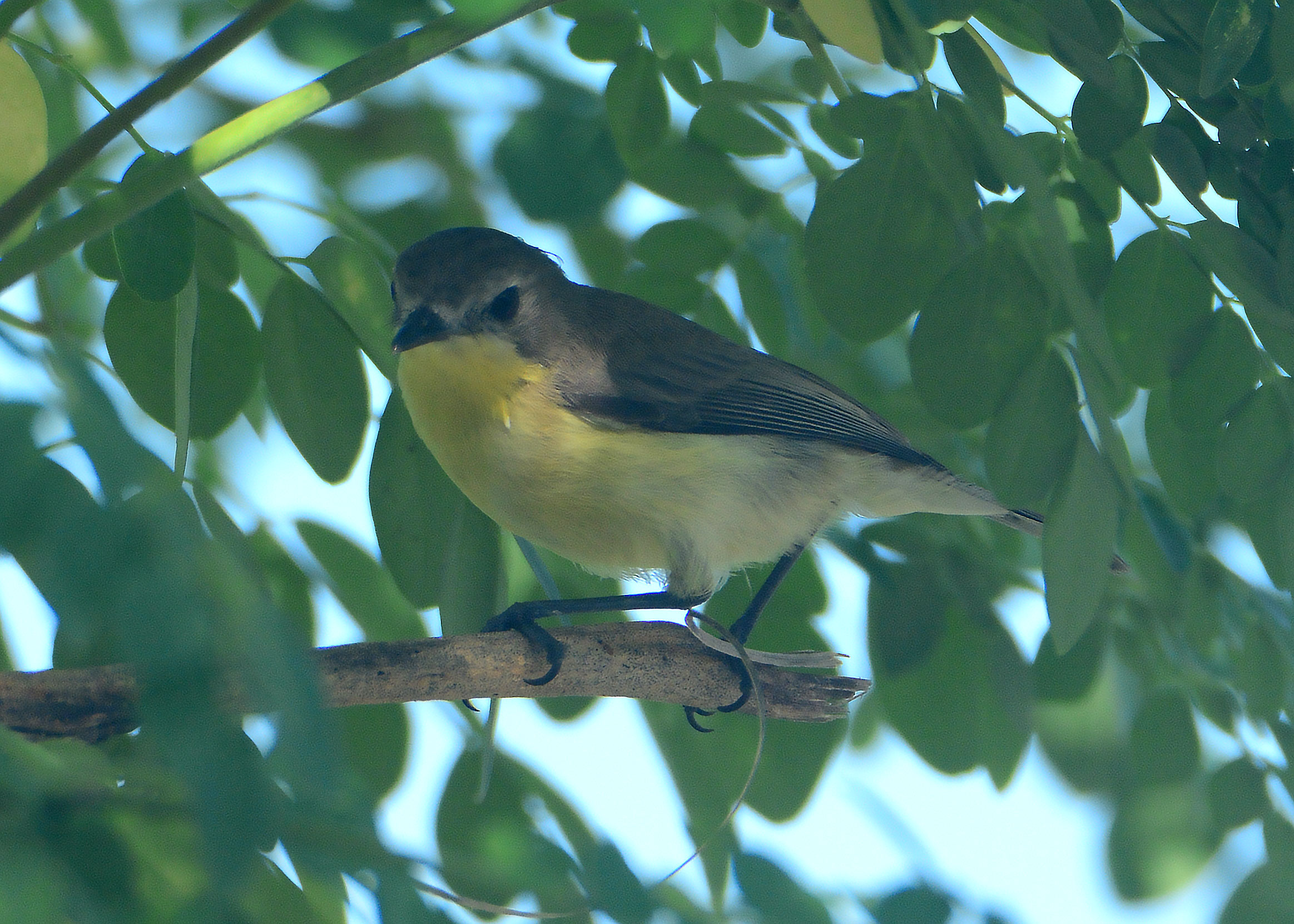 DSC_6771.jpg