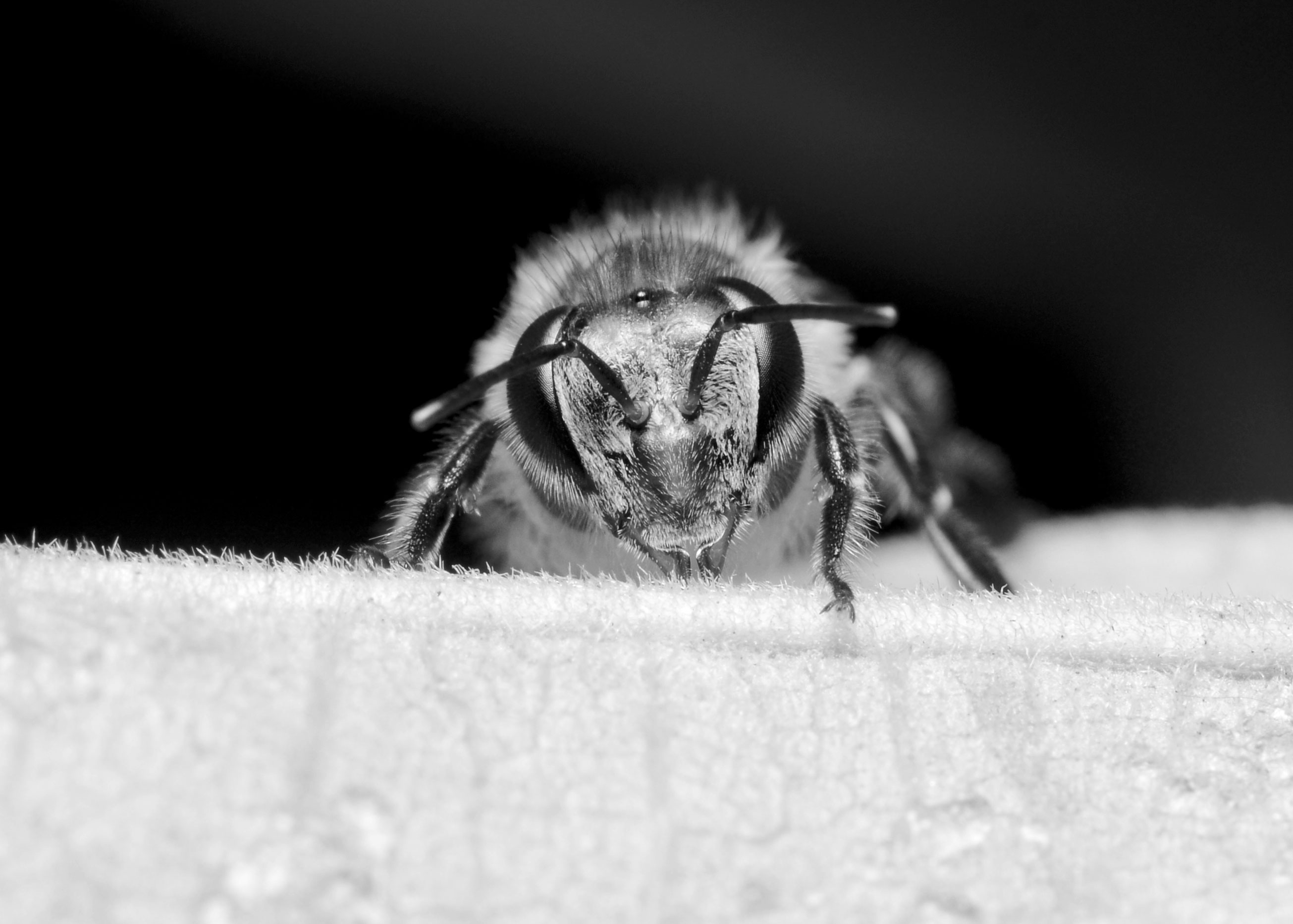DSC_2386.jpg