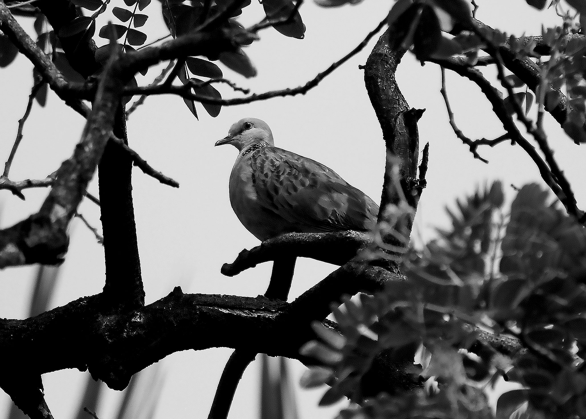 DSC_6904.jpg