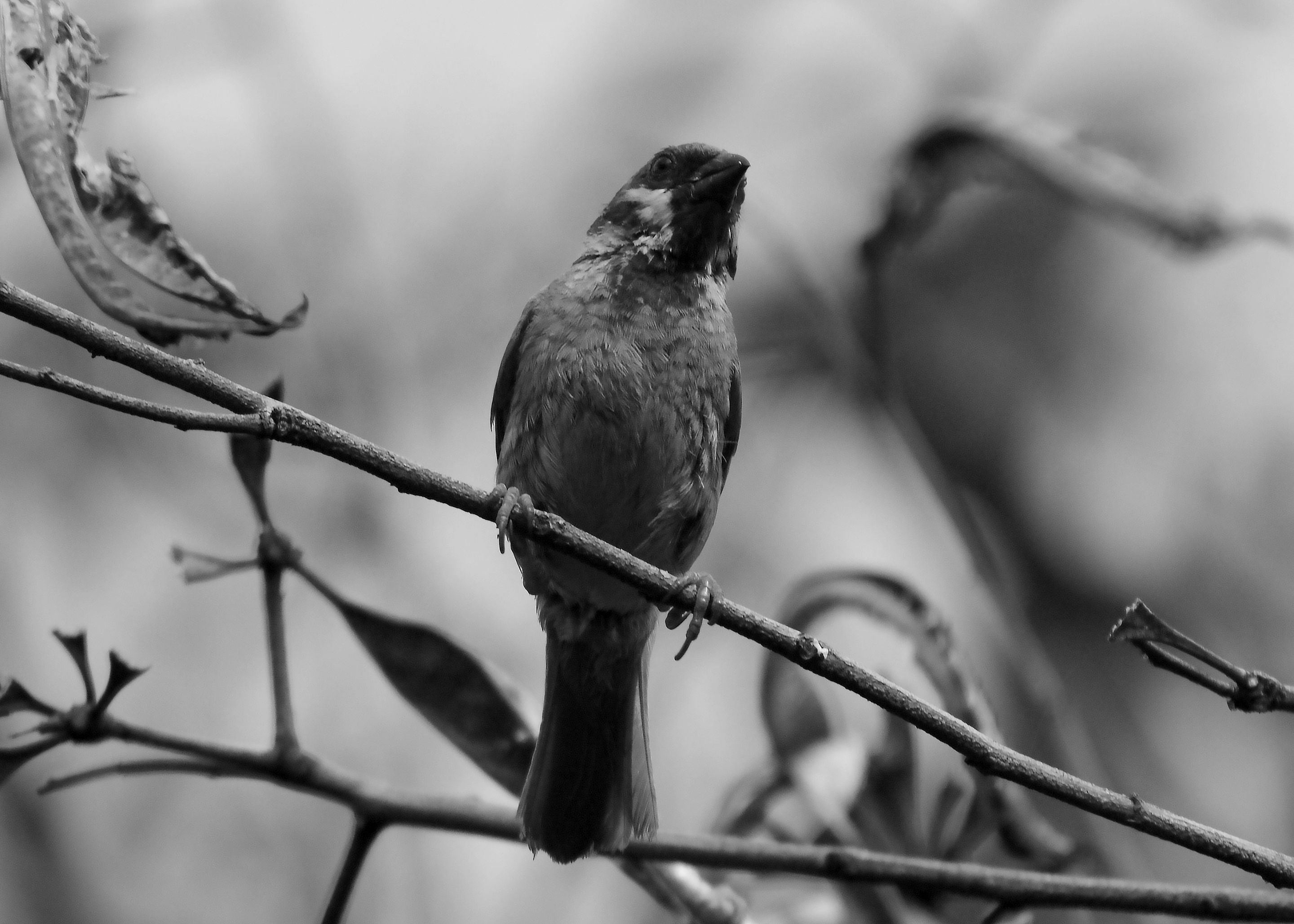 DSC_3083.jpg