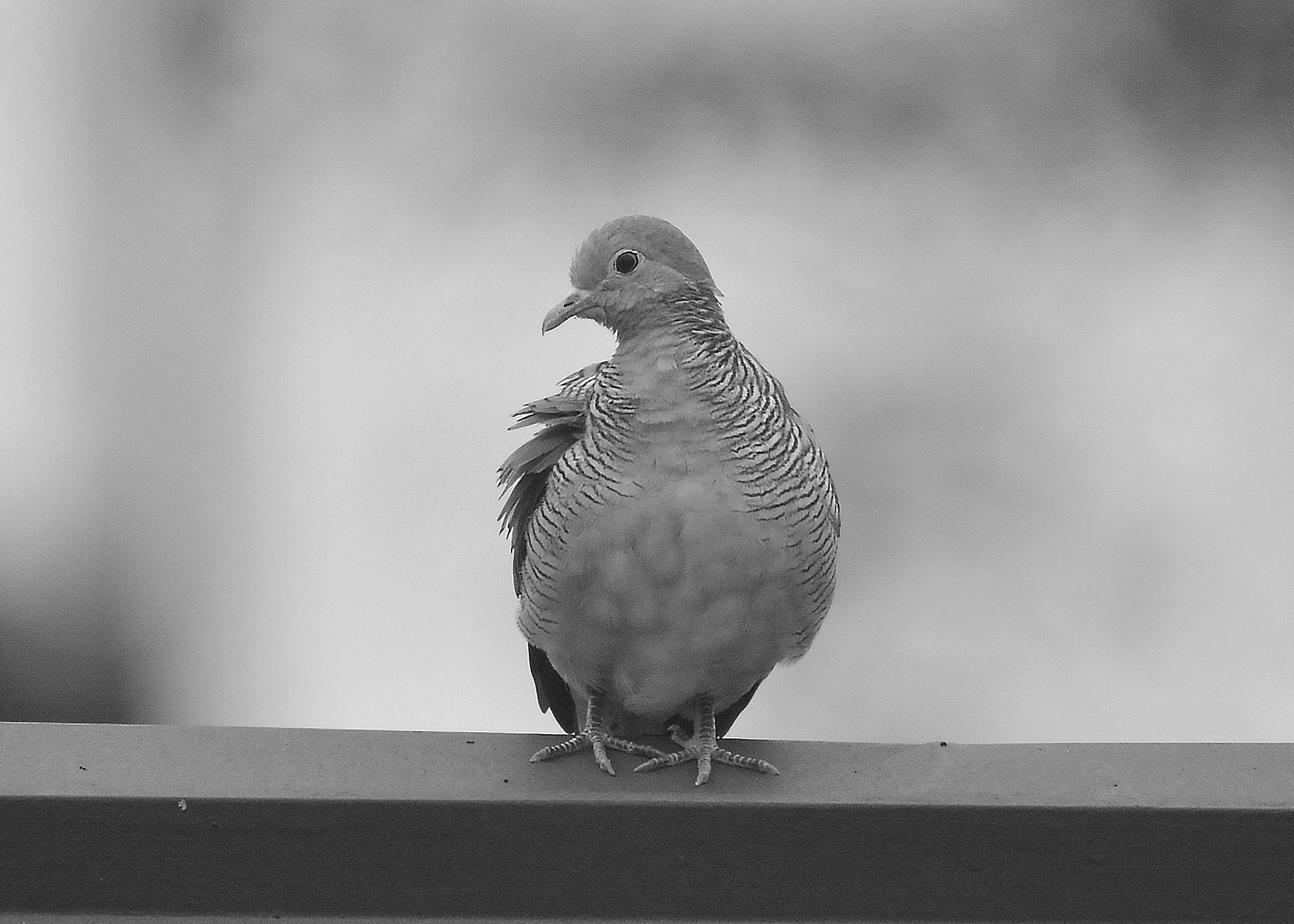 DSC_3536.jpg