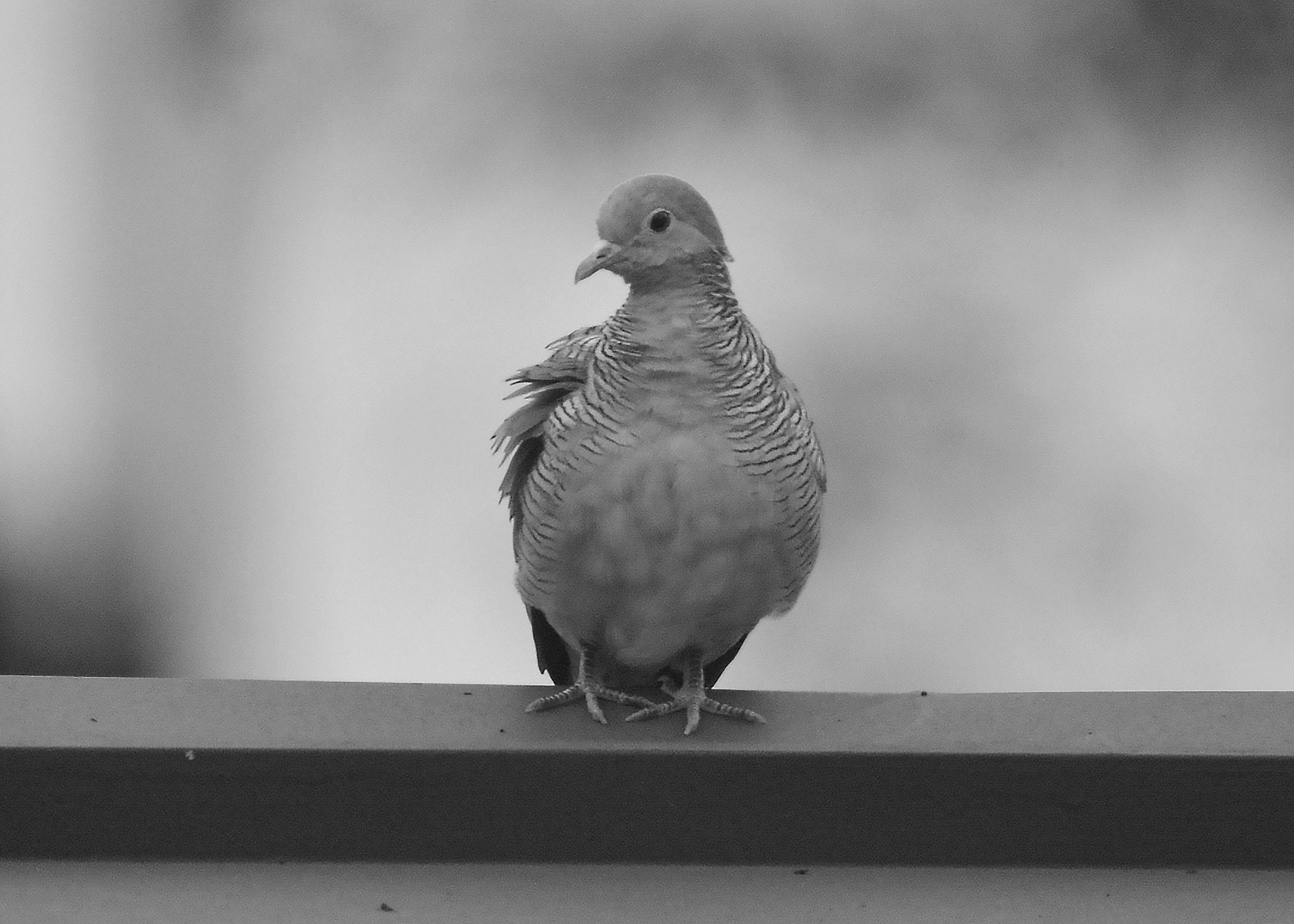 DSC_3544.jpg