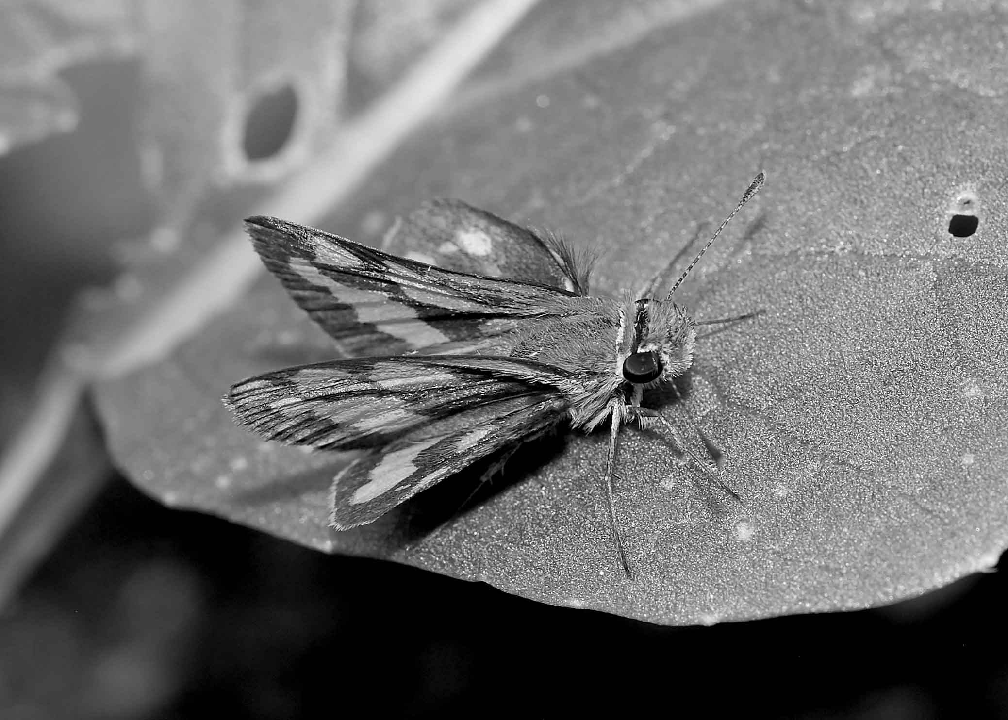 DSC_3108.jpg