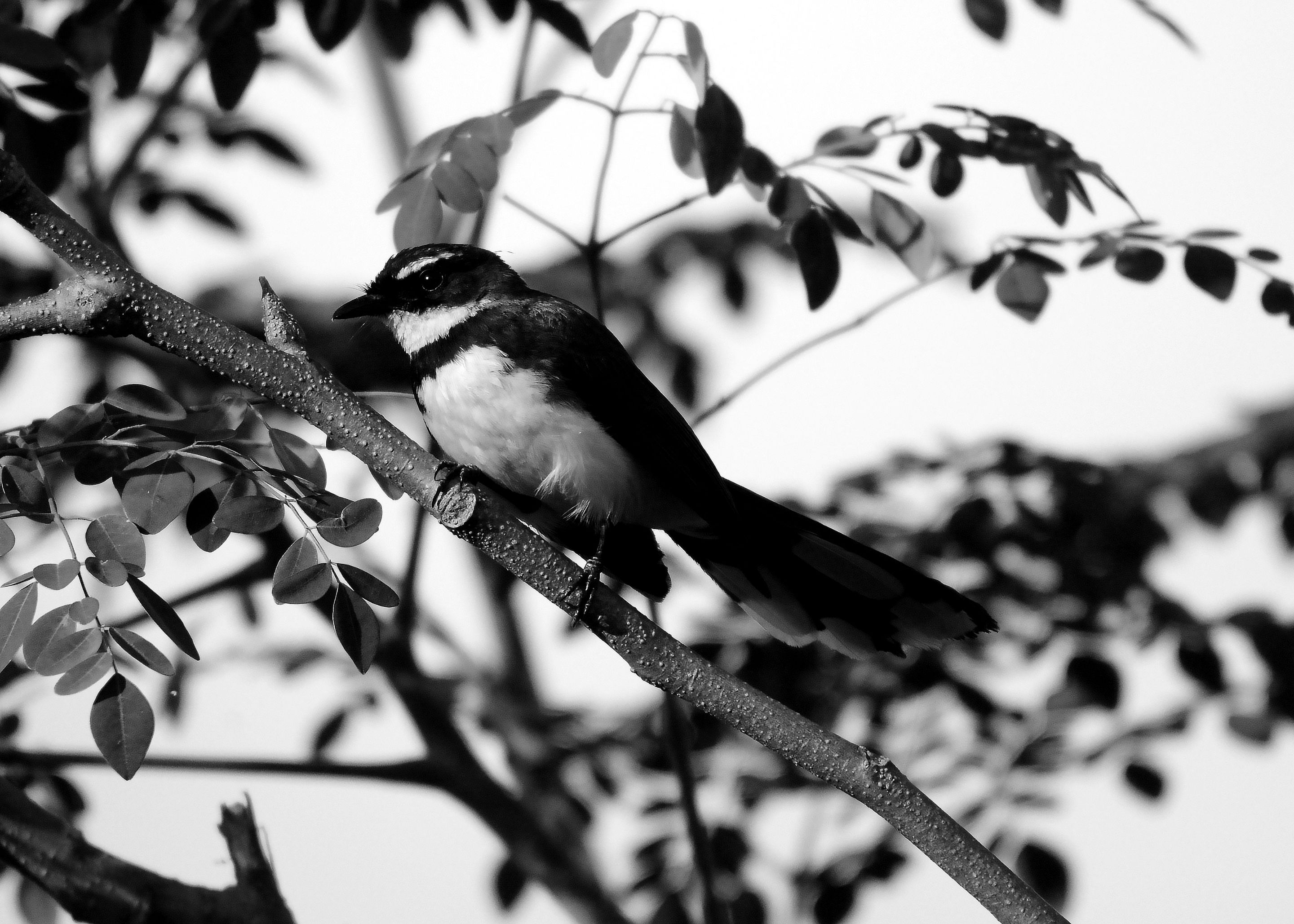 DSC_2089.jpg