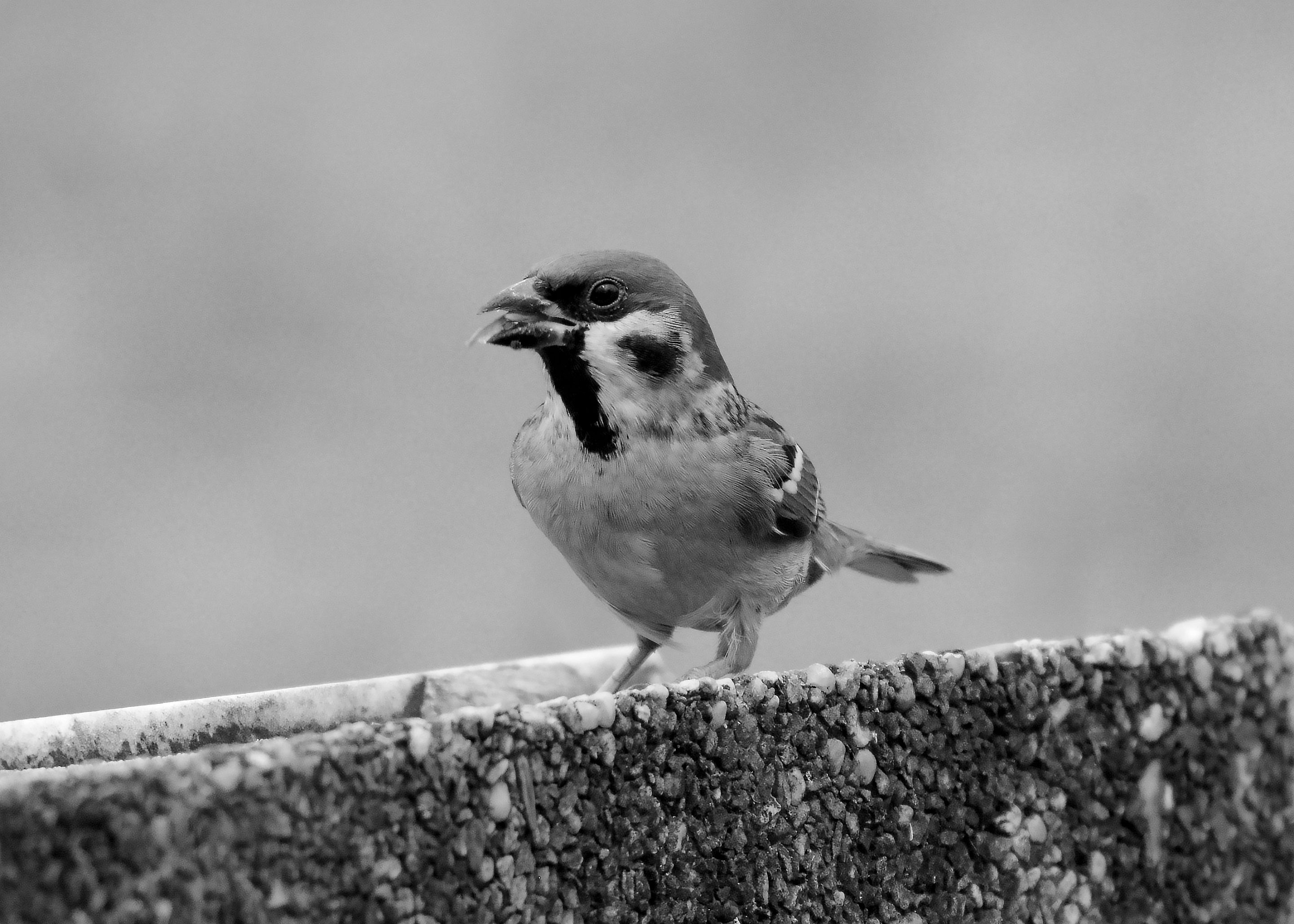 DSC_5009_01.jpg