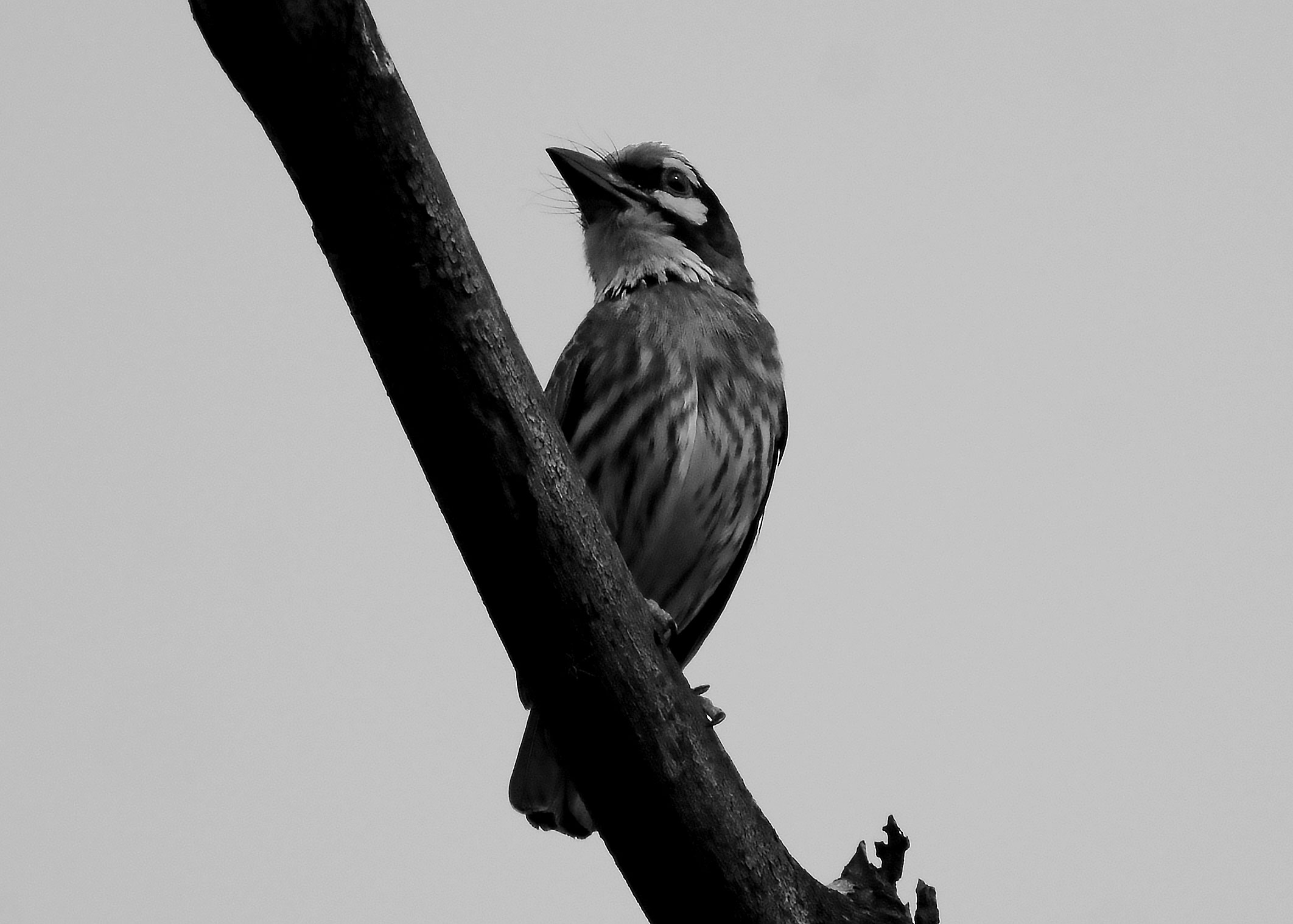 DSC_0103.jpg