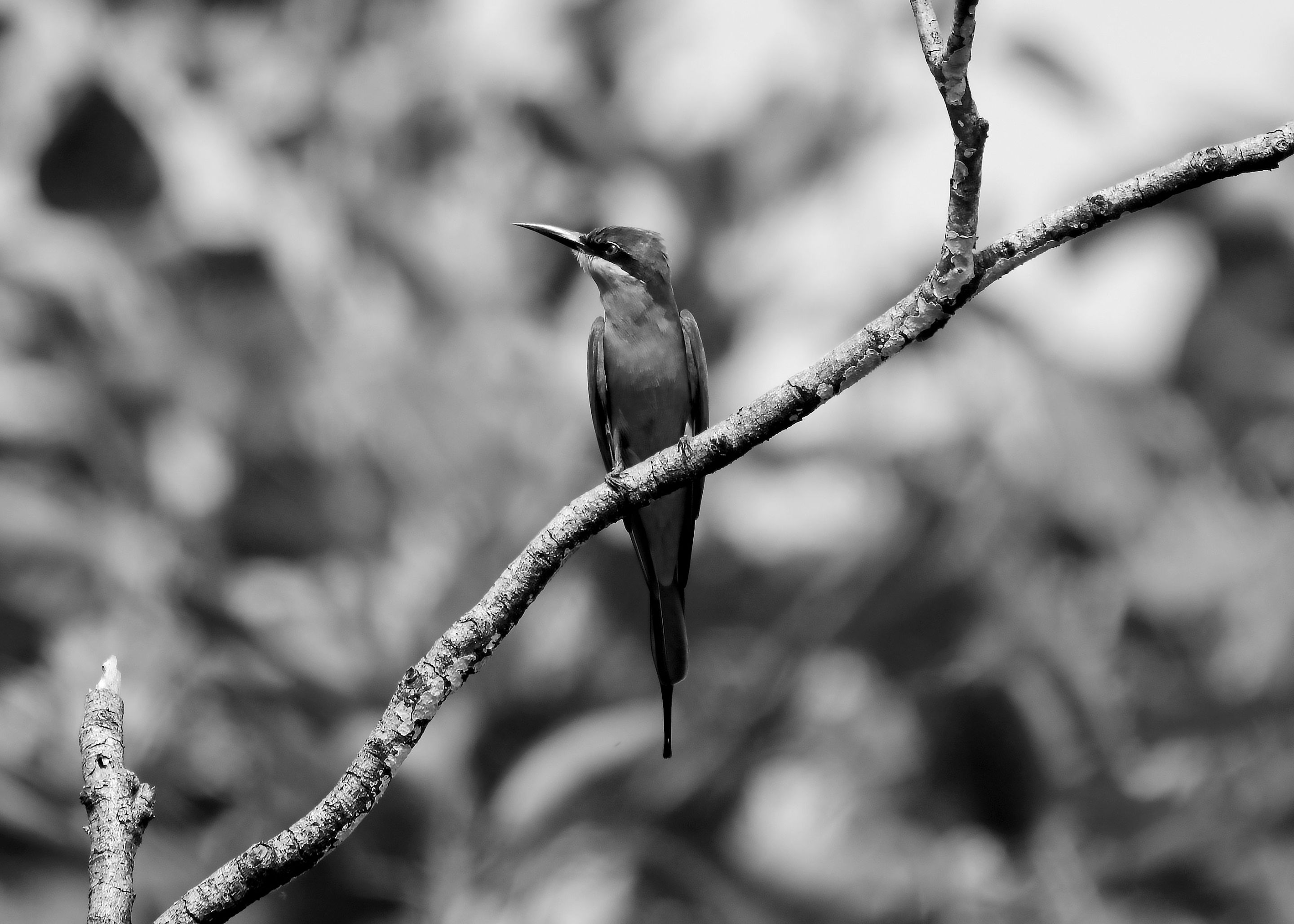 DSC_6877.jpg