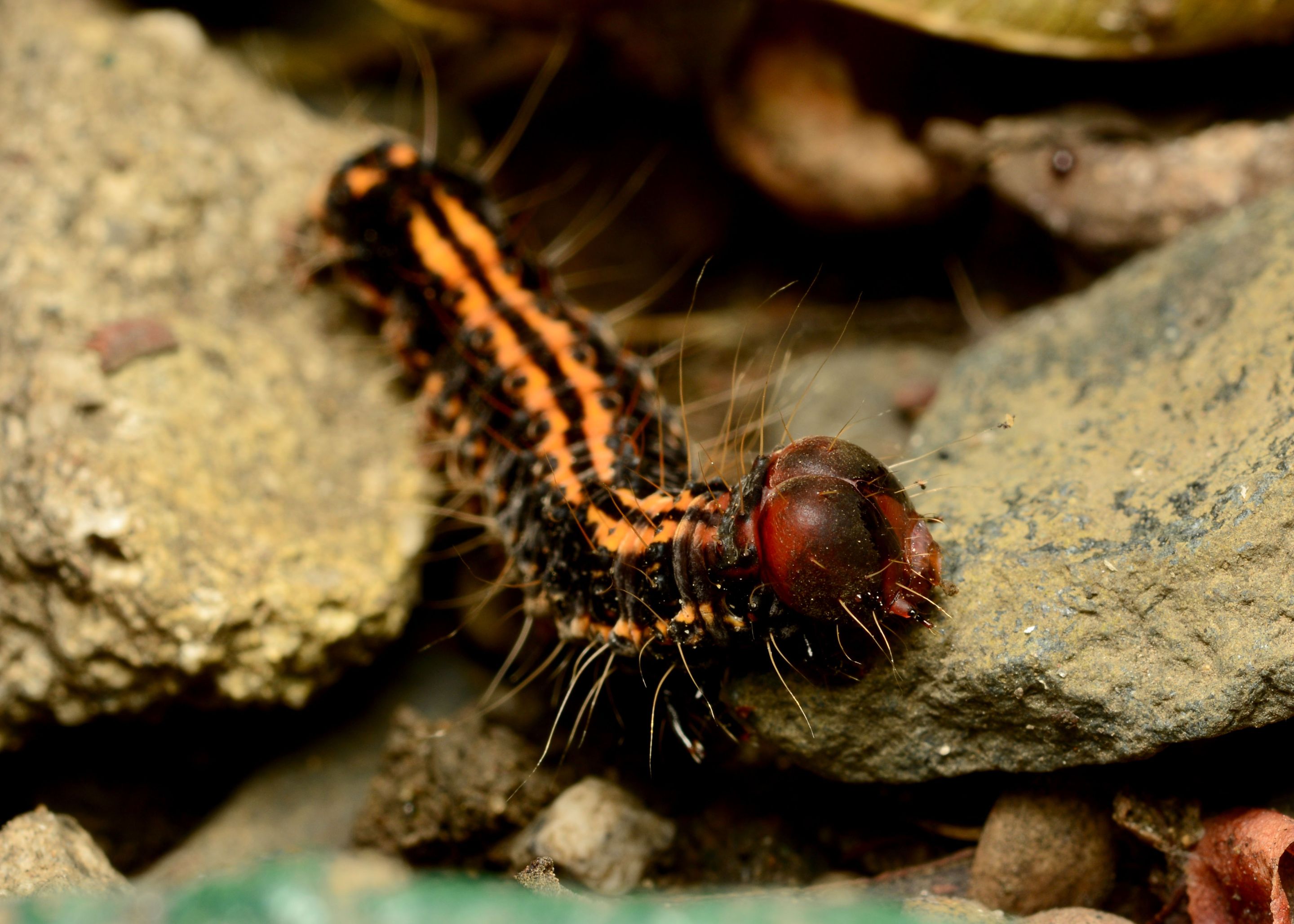 DSC_1042.jpg