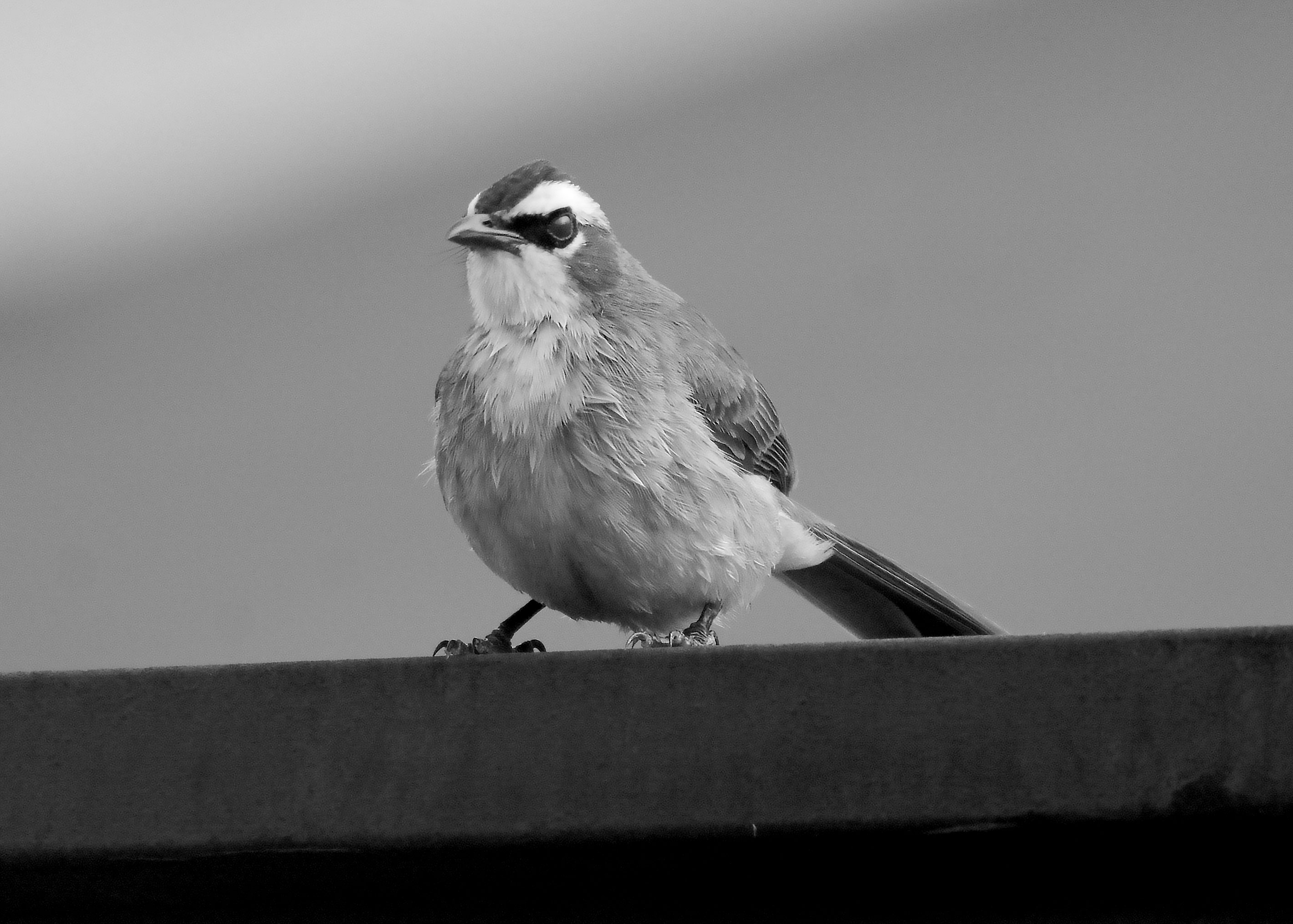 DSC_2294.jpg
