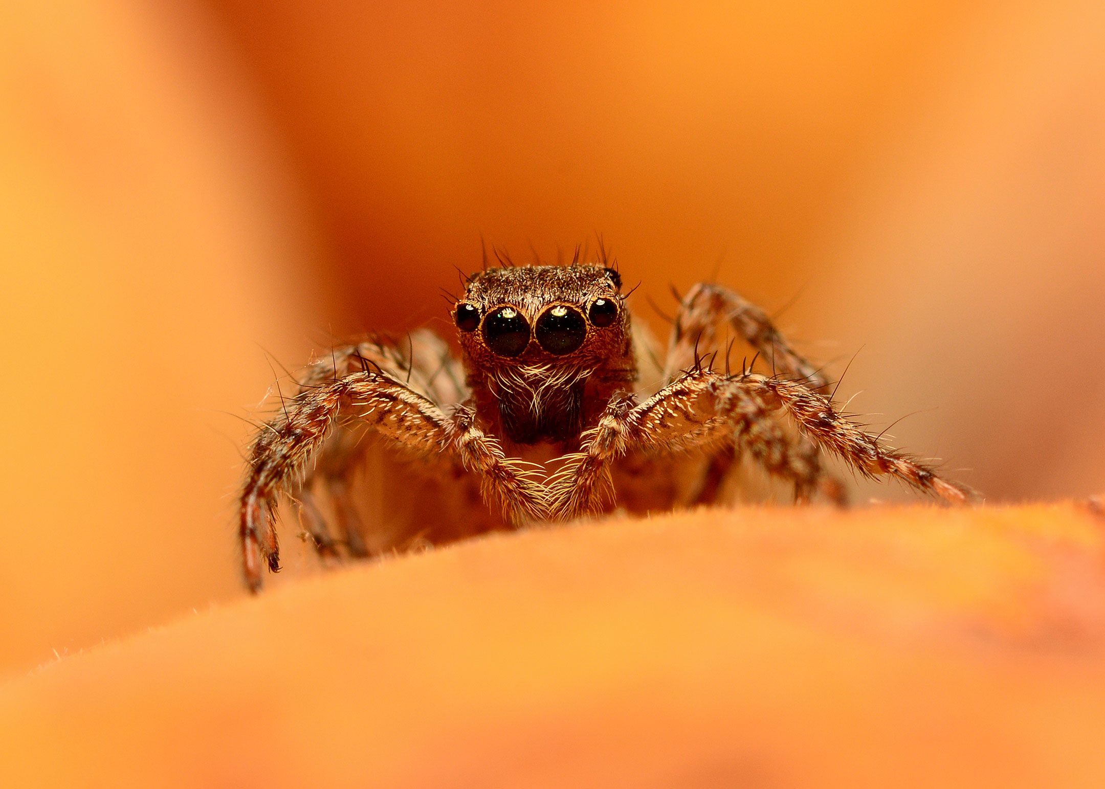 DSC_8963.jpg