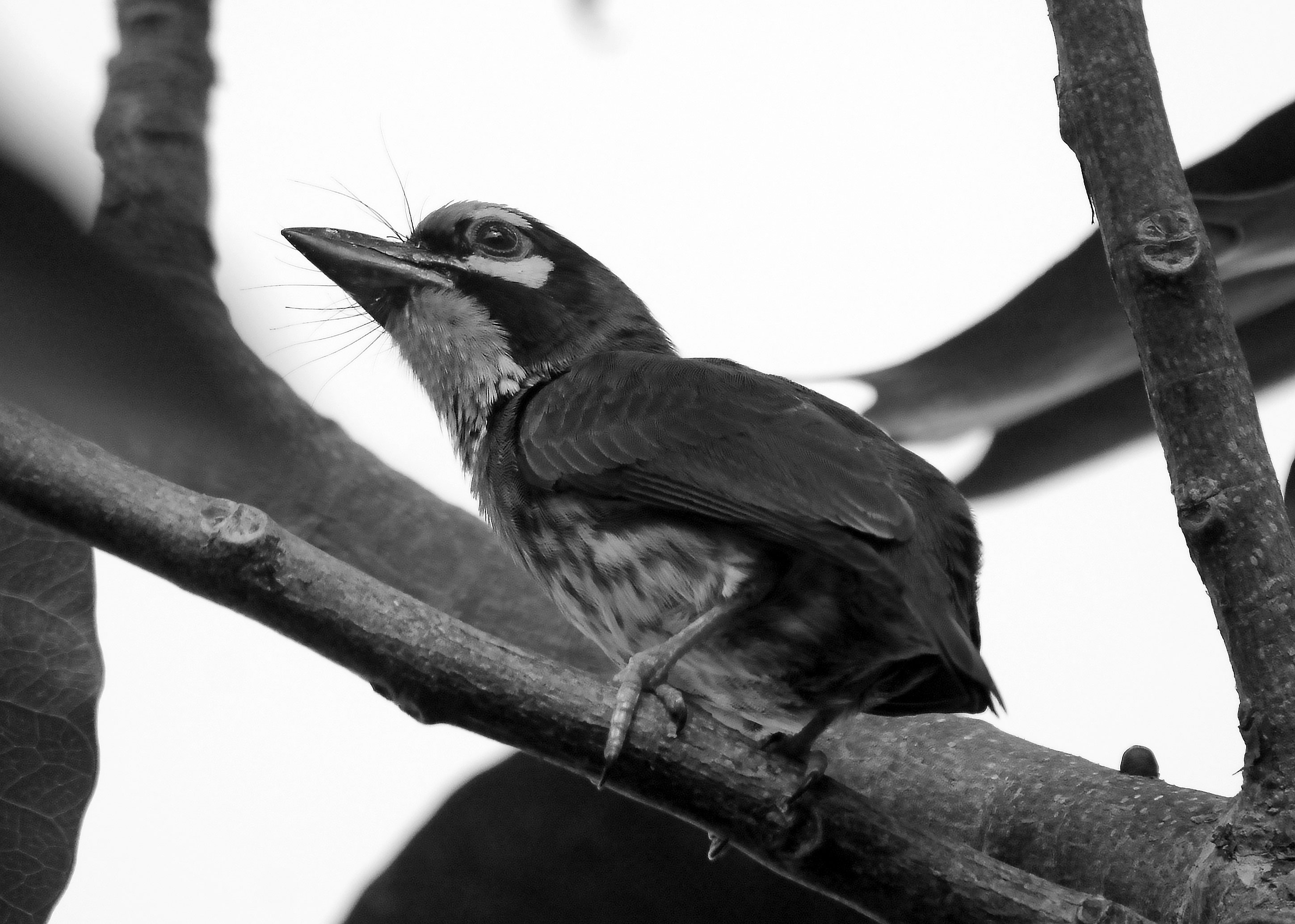 DSC_0395.jpg