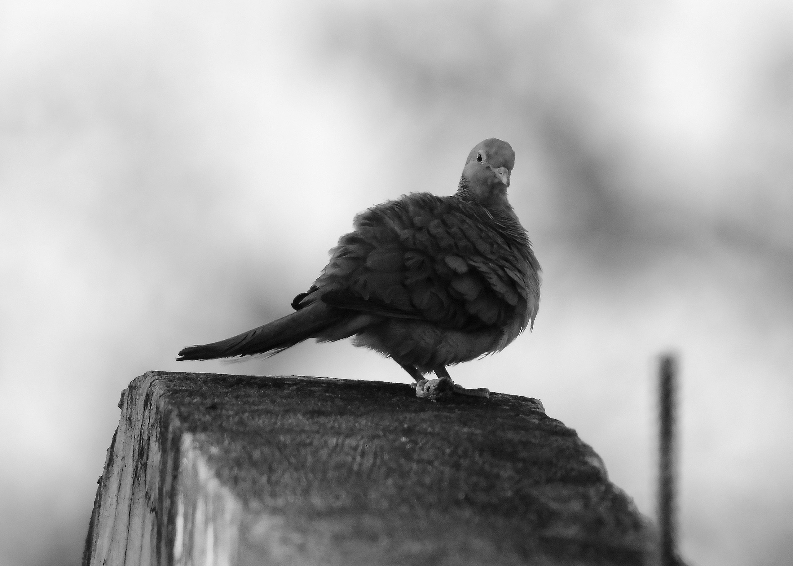 DSC_7115_01.jpg