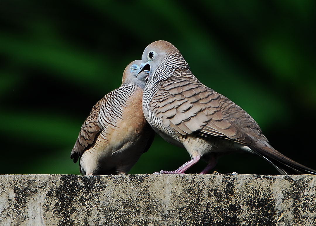 DSC_8585.jpg