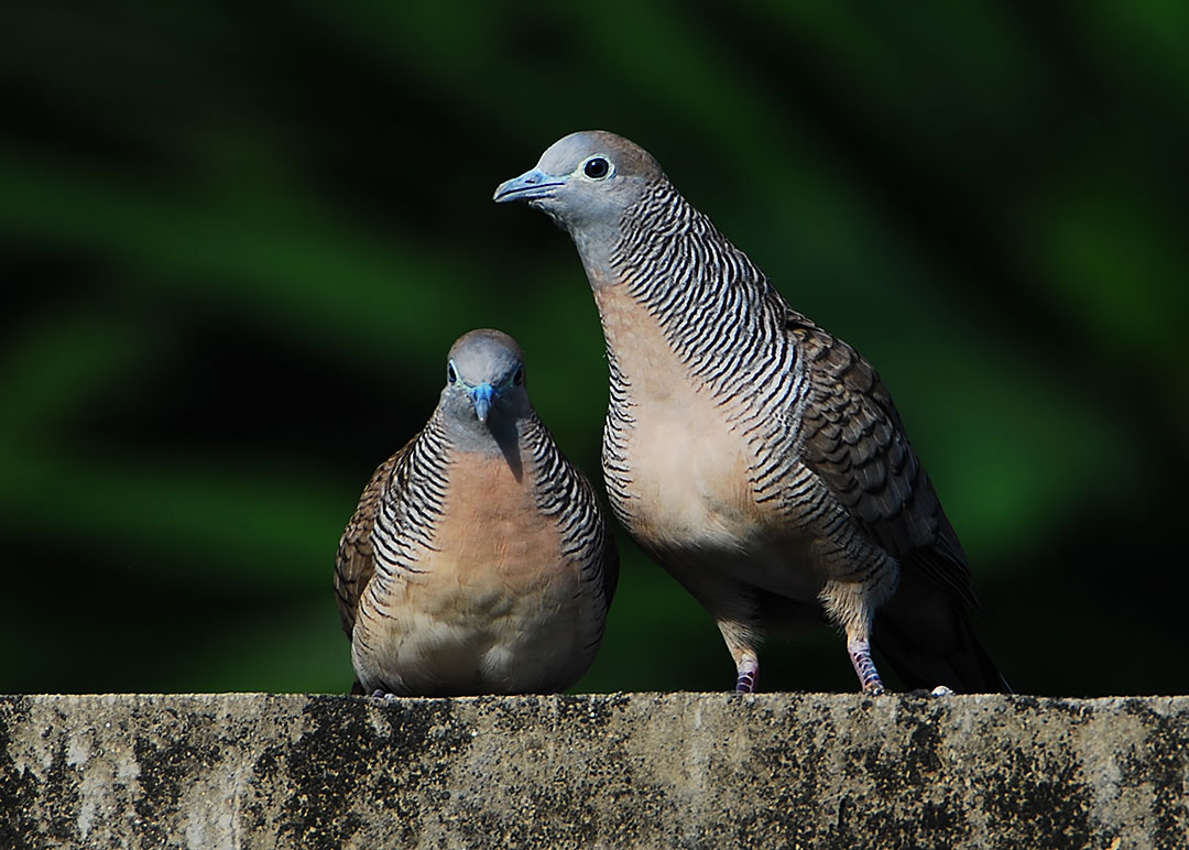 DSC_8595.jpg