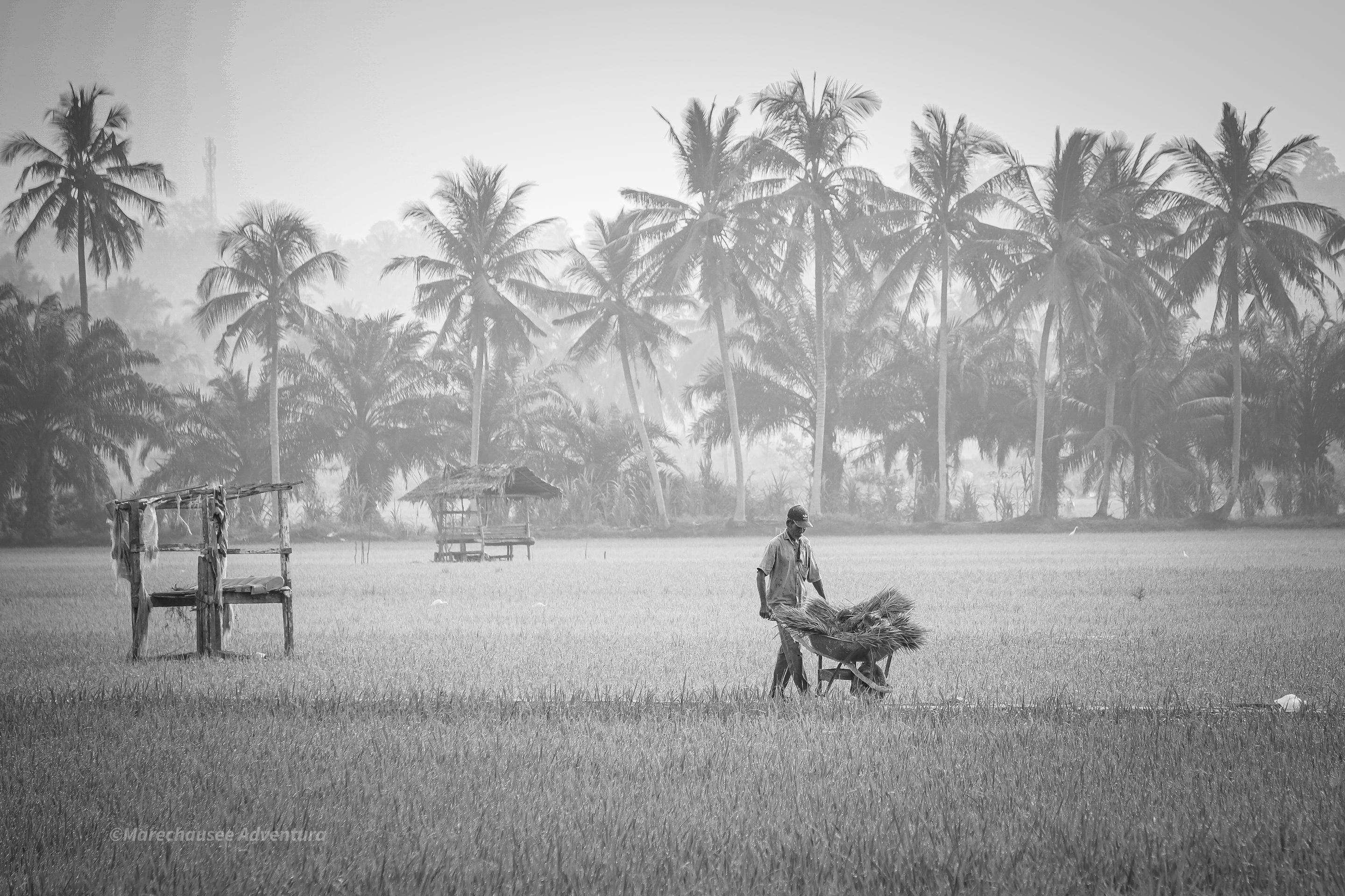 The Rice Fields on the City's Border 📷 Monomad Challenge
