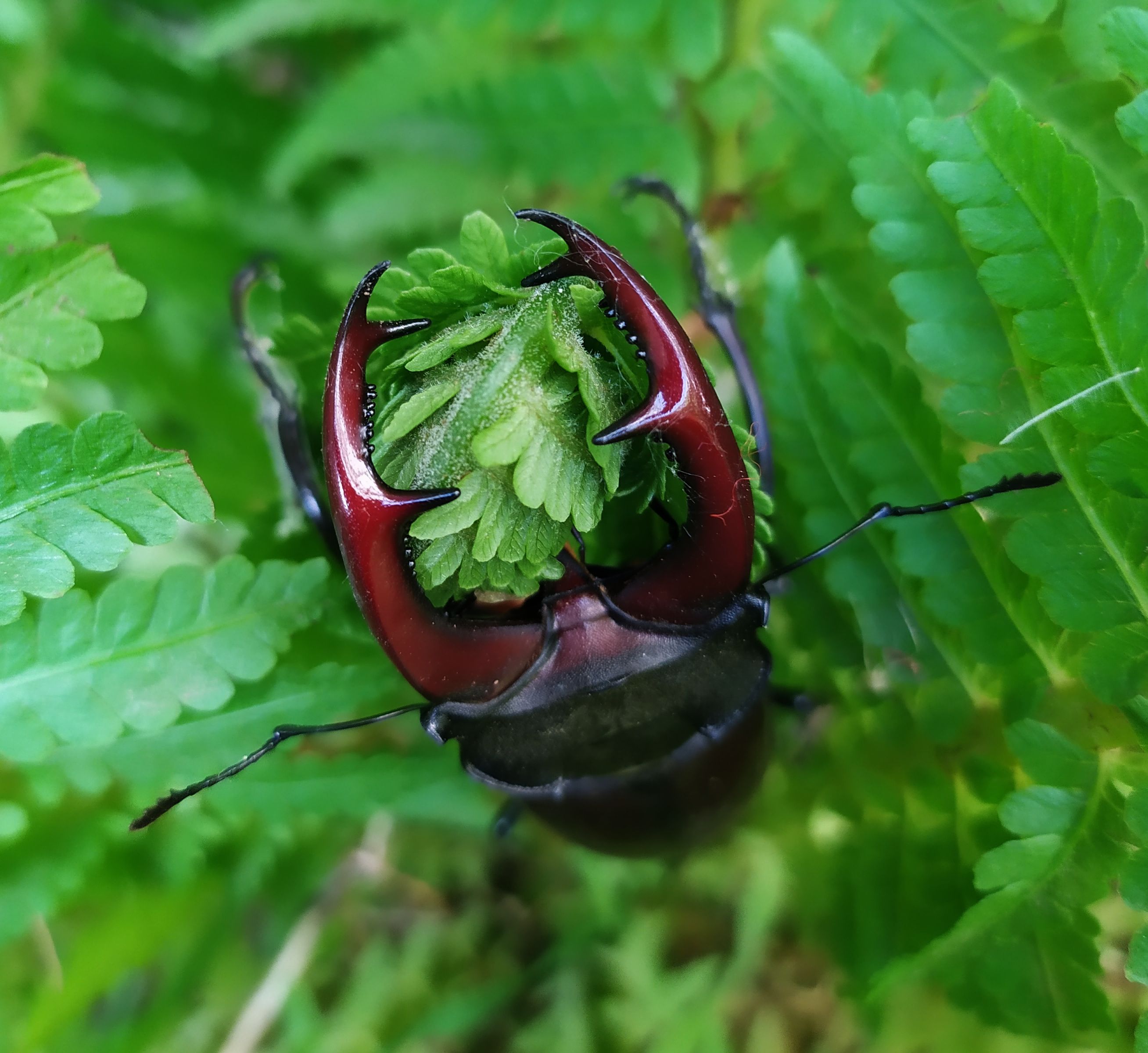 bug2.jpg