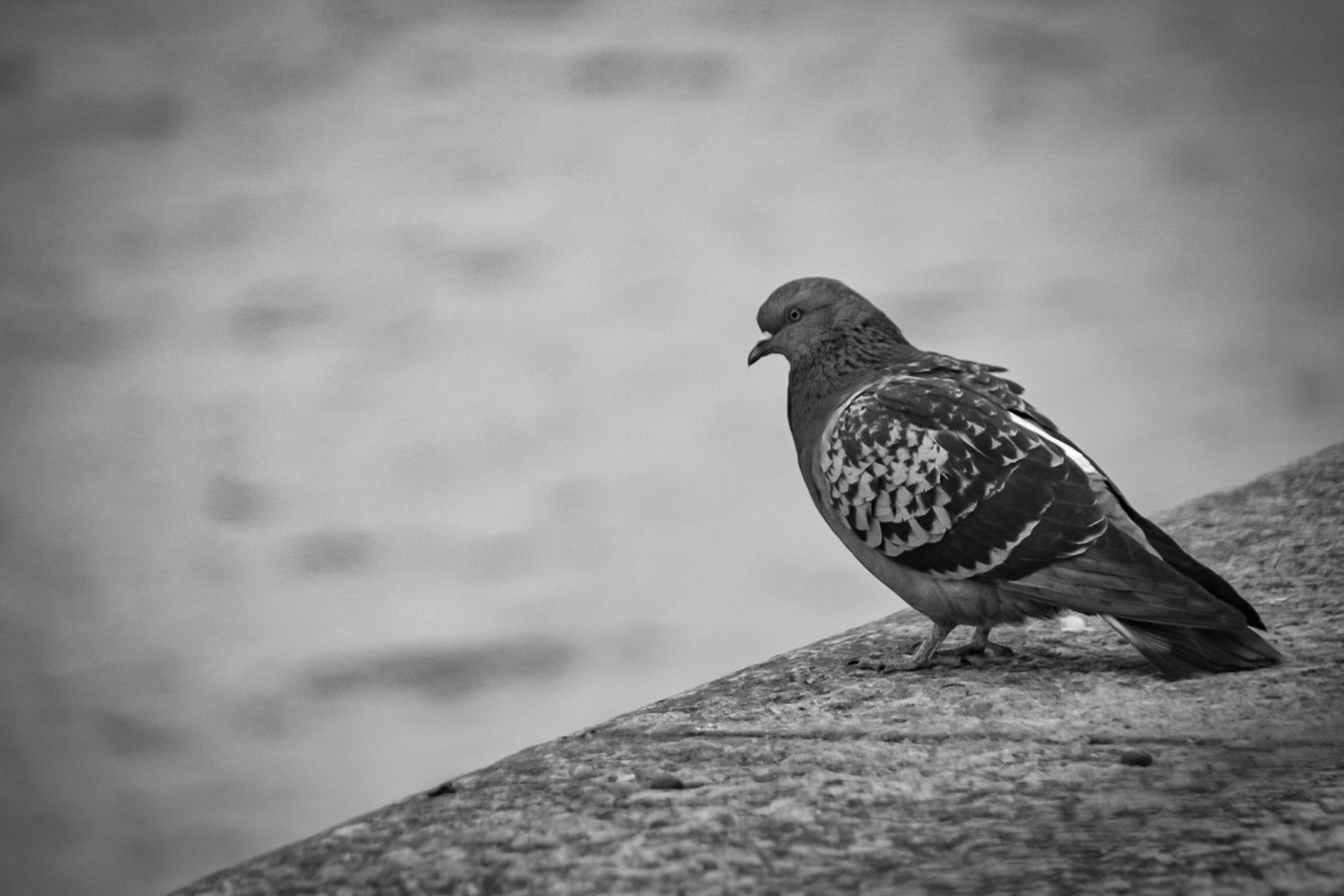 DSC_0219 (1).jpg