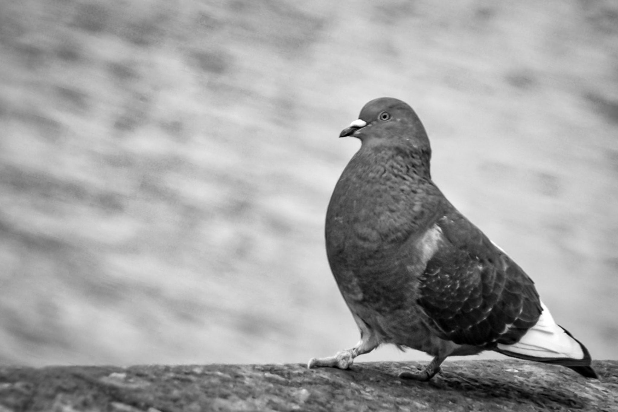 DSC_0217 (1).jpg