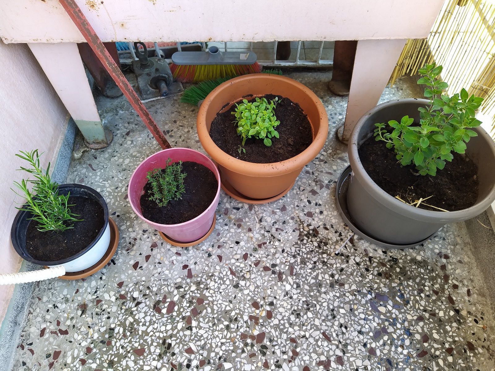 Herbs.jpg