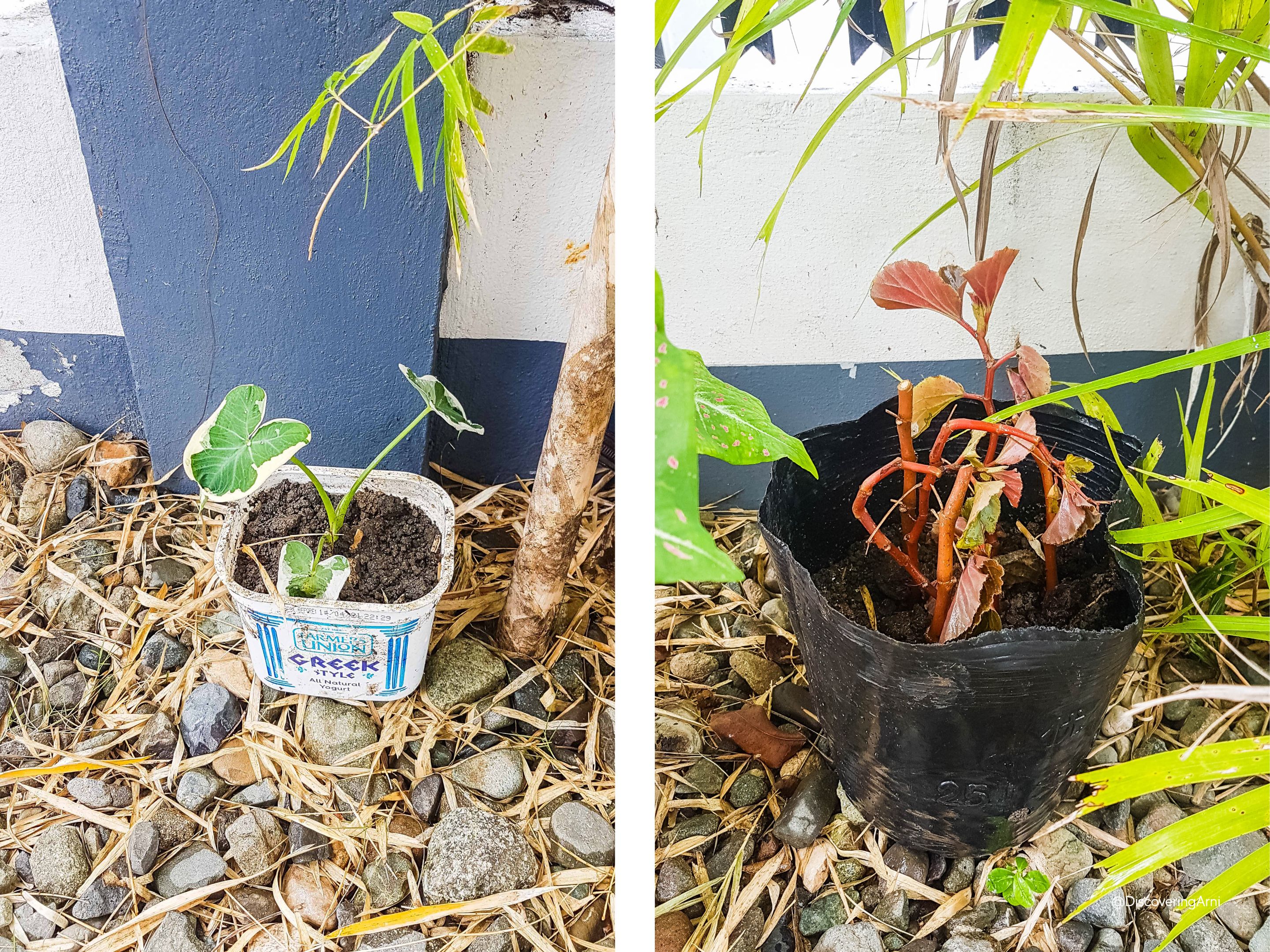 What are these plants?