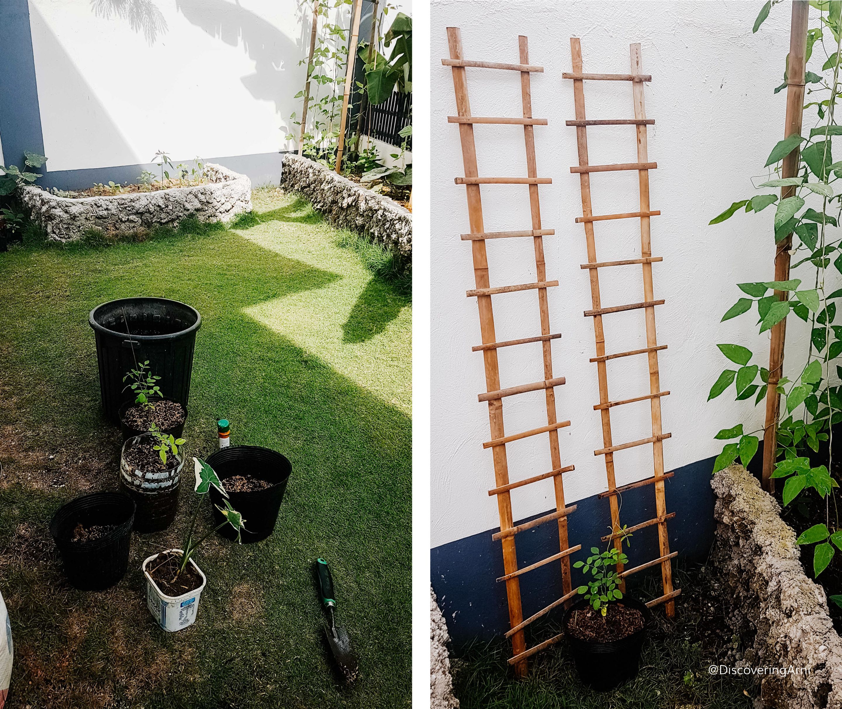 Repotting Blue Ternate/ Ladder Trellis made of Bamboo