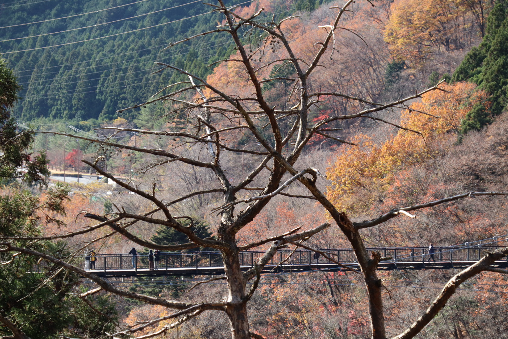 49CC9A5A-9037-451A-AEBE-D50E6454B585.jpeg