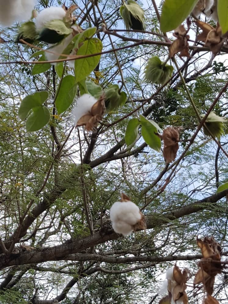 popurri1.jpg