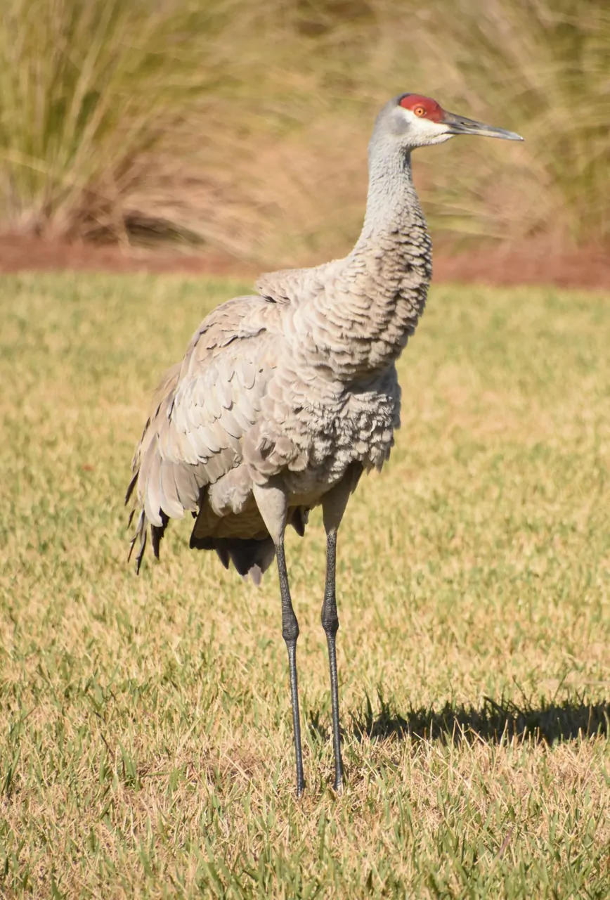 birdbanter01.webp