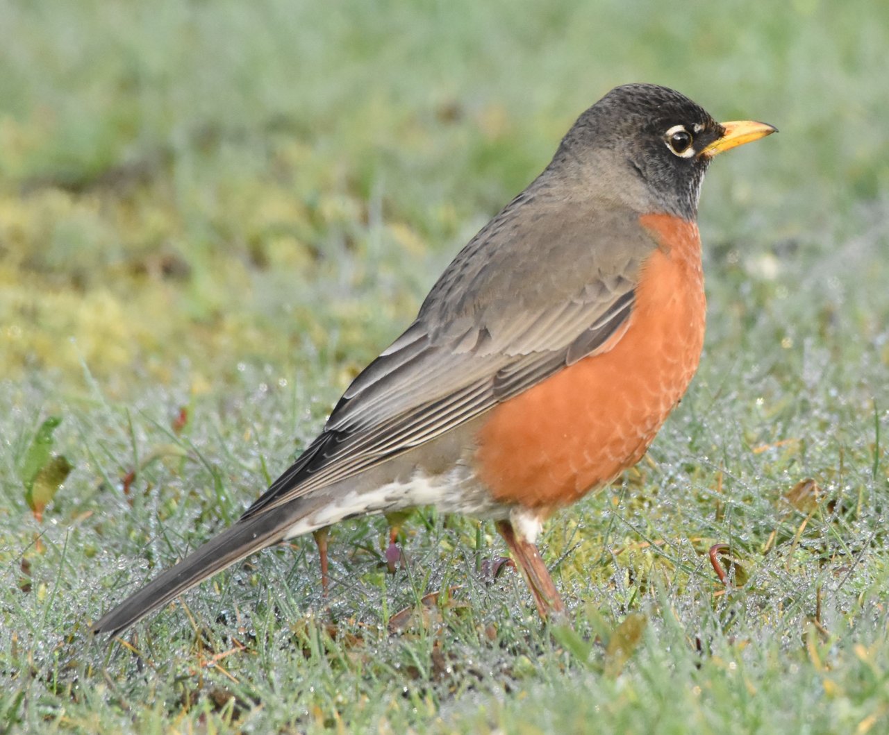 birdbanter1.jpg