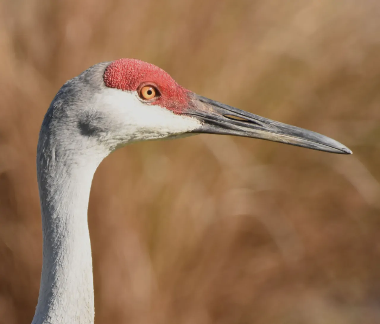 birdbanter02.webp