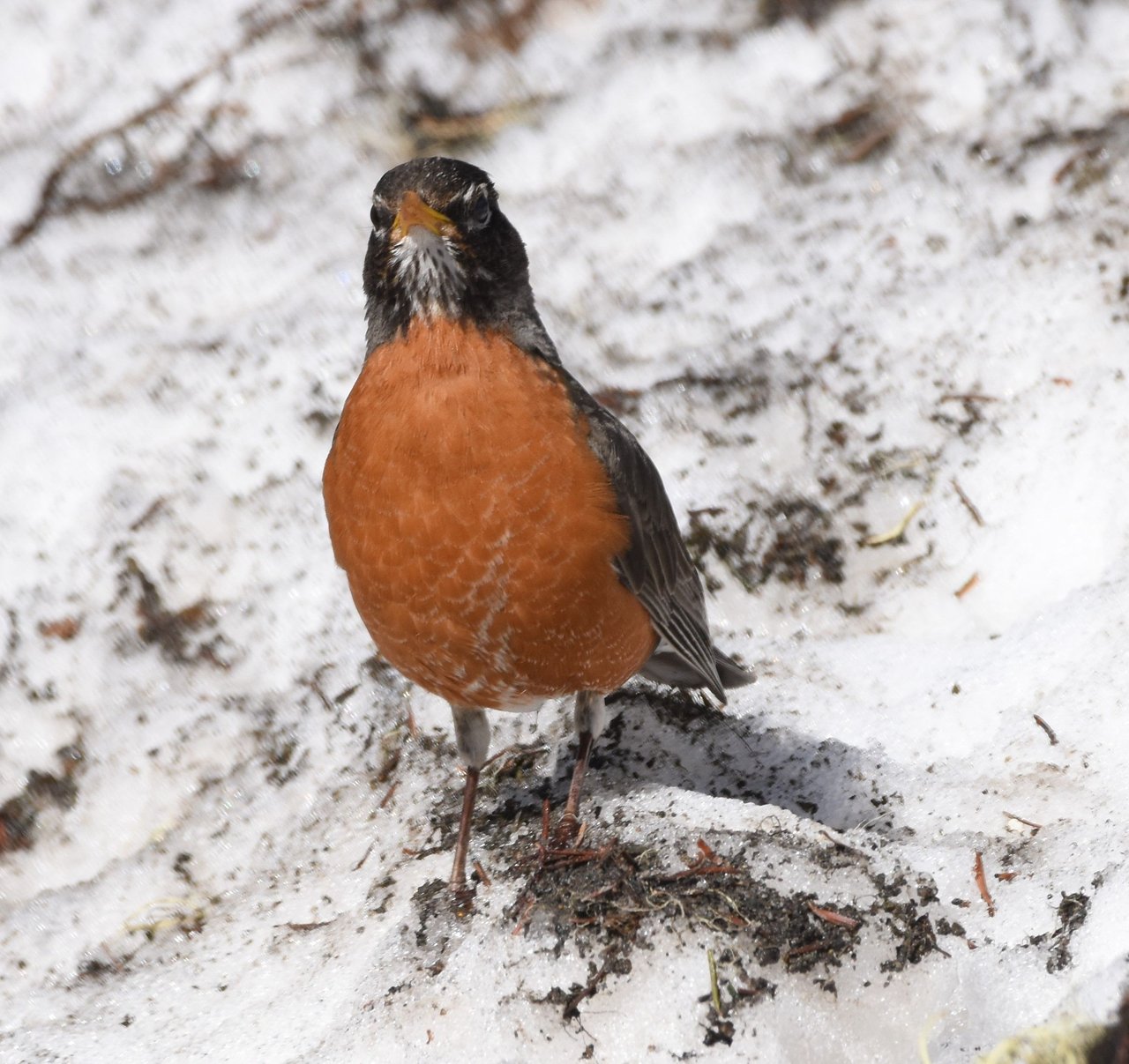birdbanter2.jpg