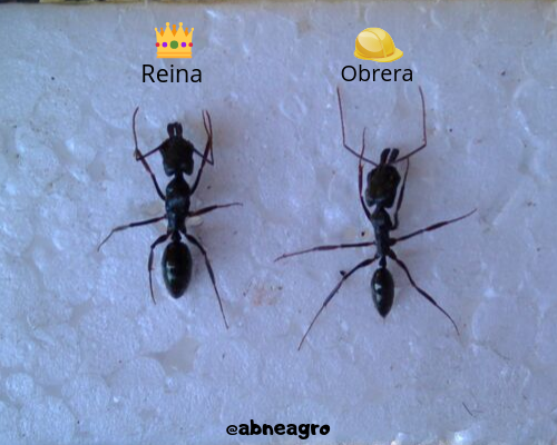 abneagro.png