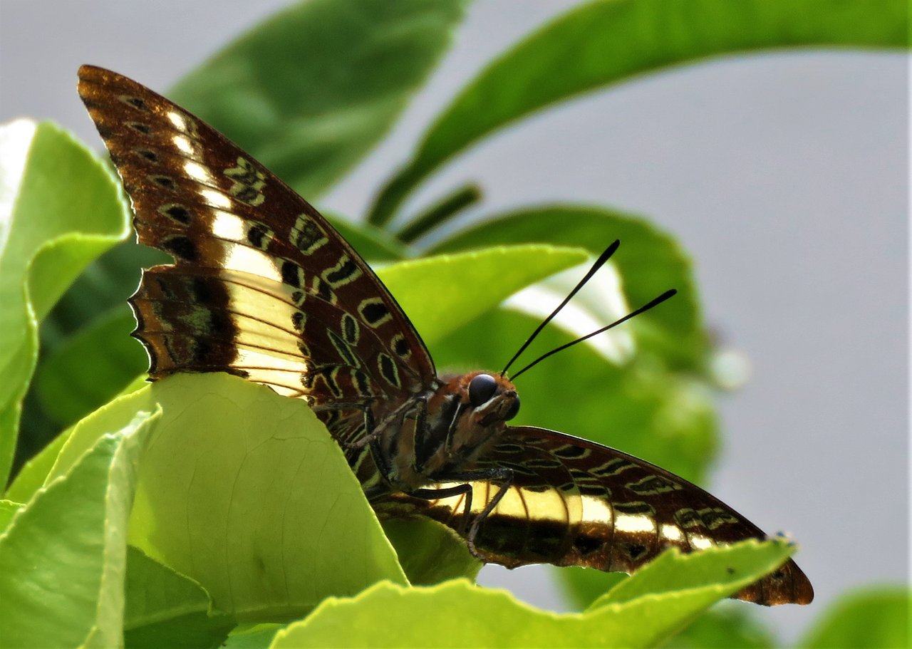 papilloncharity.jpg