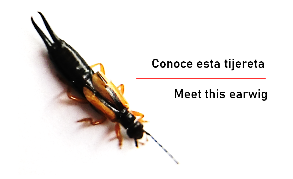 alexaivytorres.png