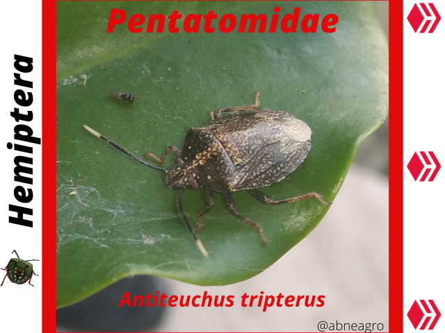 abneagro.png