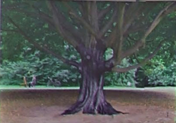 tree.jpg